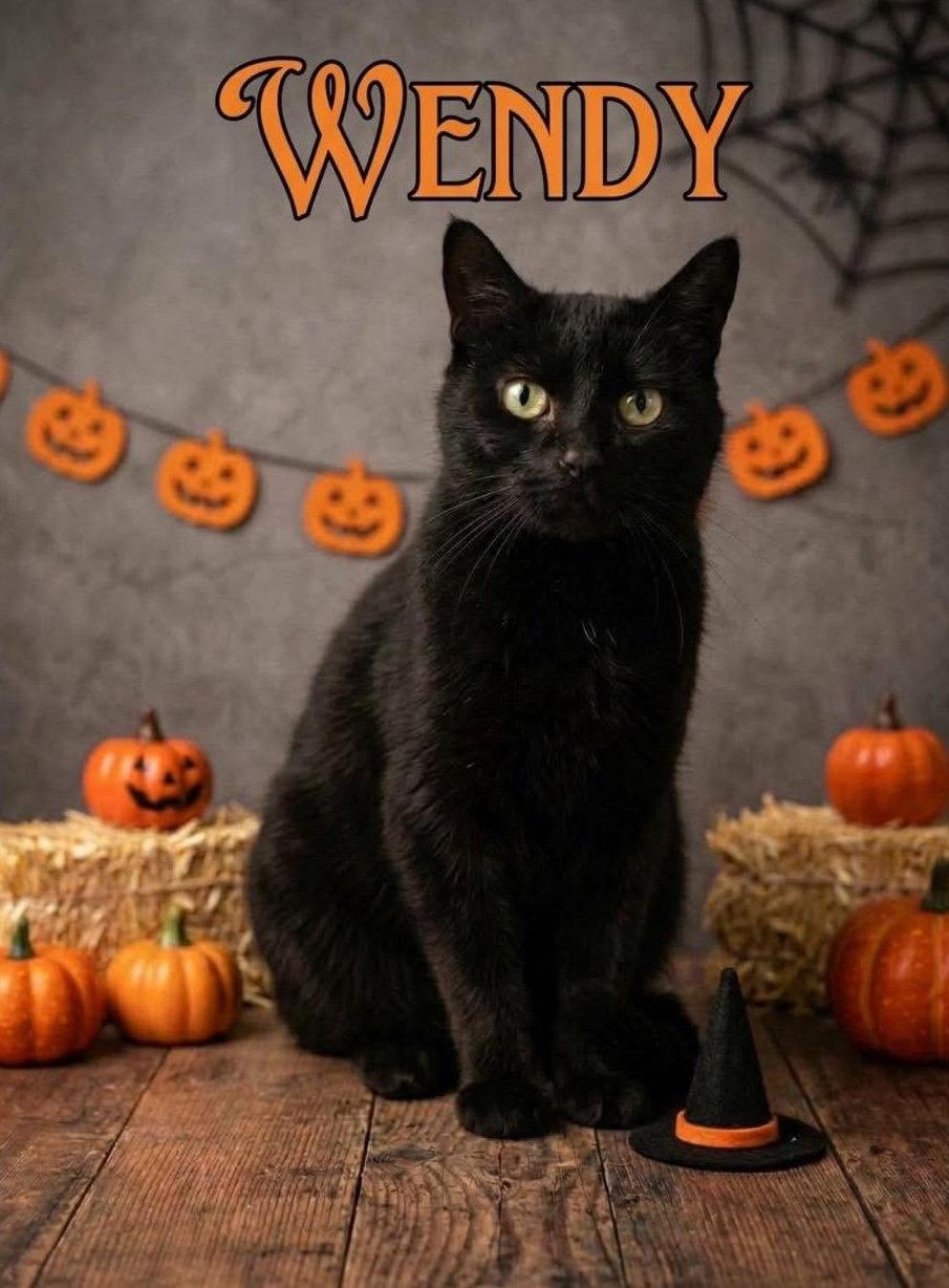 Enlarge Wendy (Kitty), a Adoptable Domestic Short Hair in Ashville, OH image 2/2