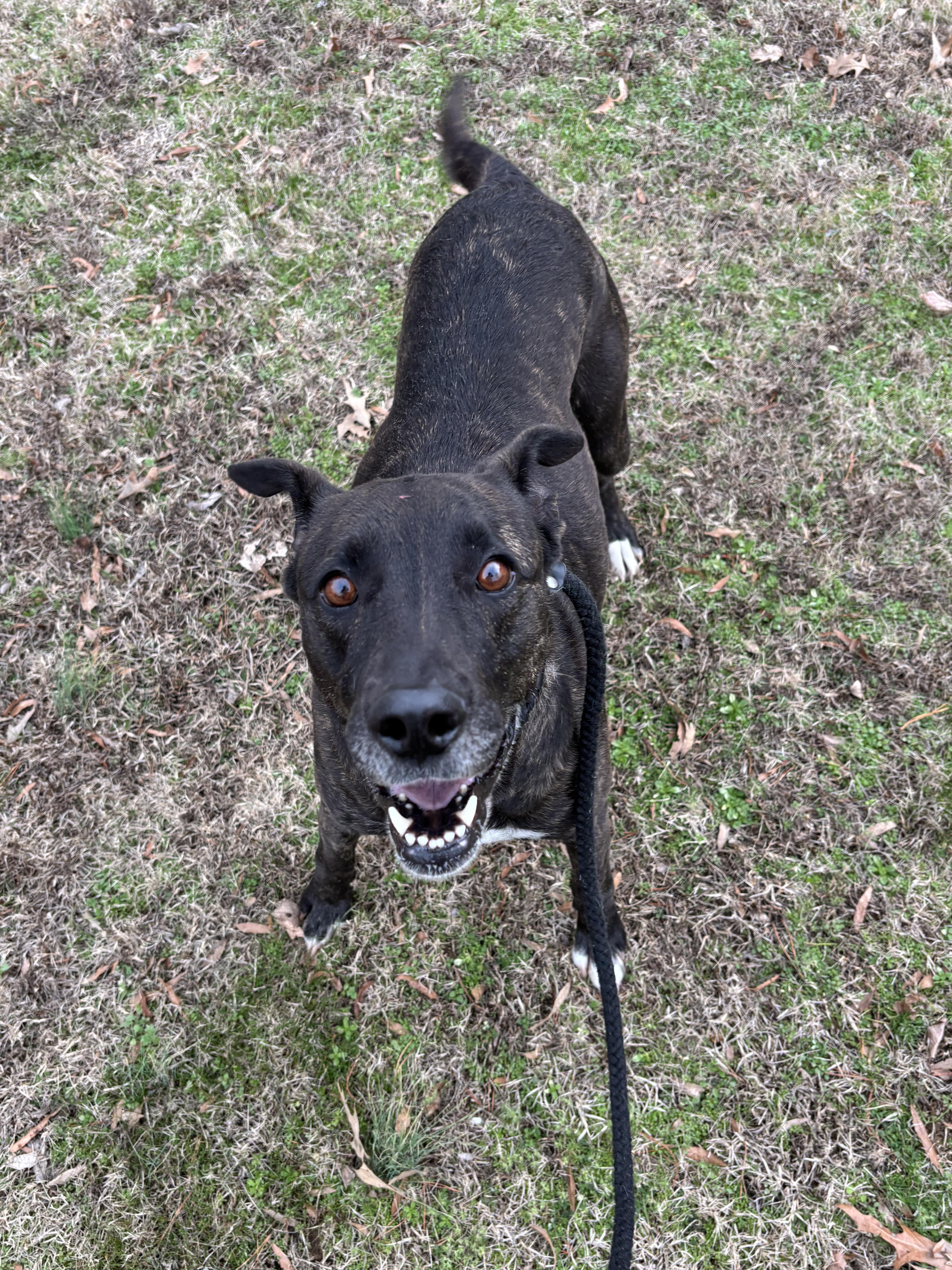 Enlarge Dustie, a Adoptable mixed breed in Collierville, TN image 3/3