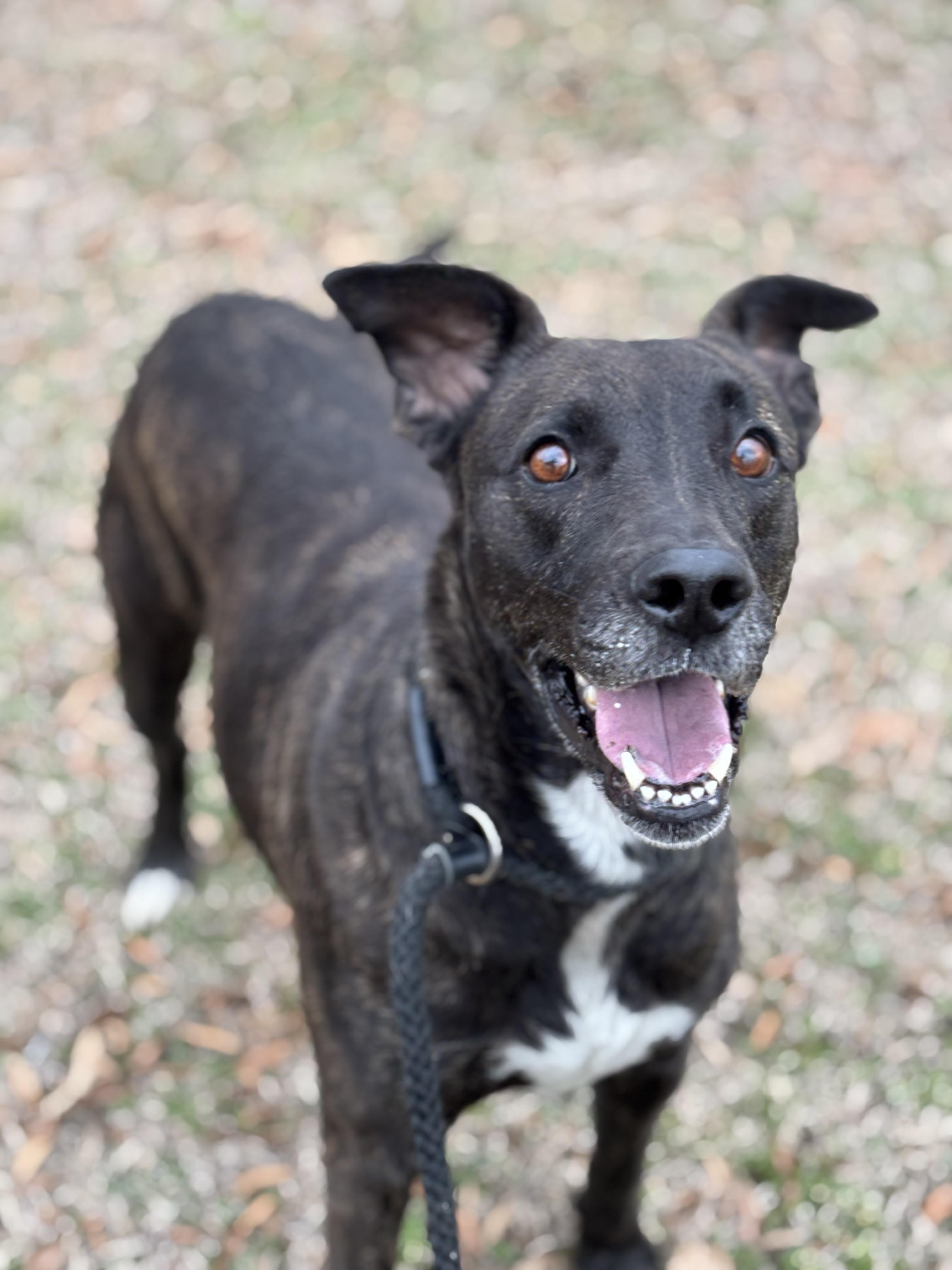 Enlarge Dustie, a Adoptable mixed breed in Collierville, TN image 1/3