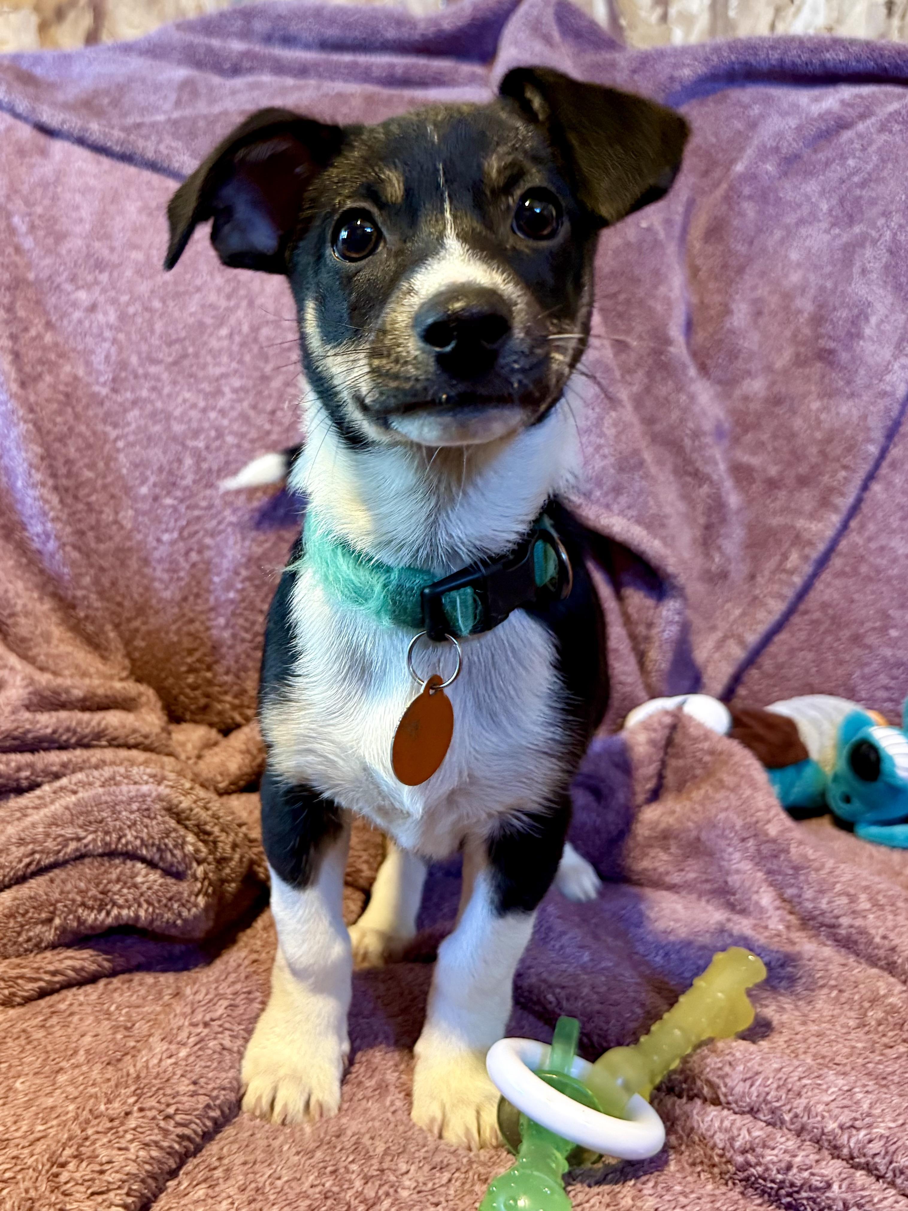 ChiChi, Adoptable, Puppy Female Rat Terrier & Border Collie.