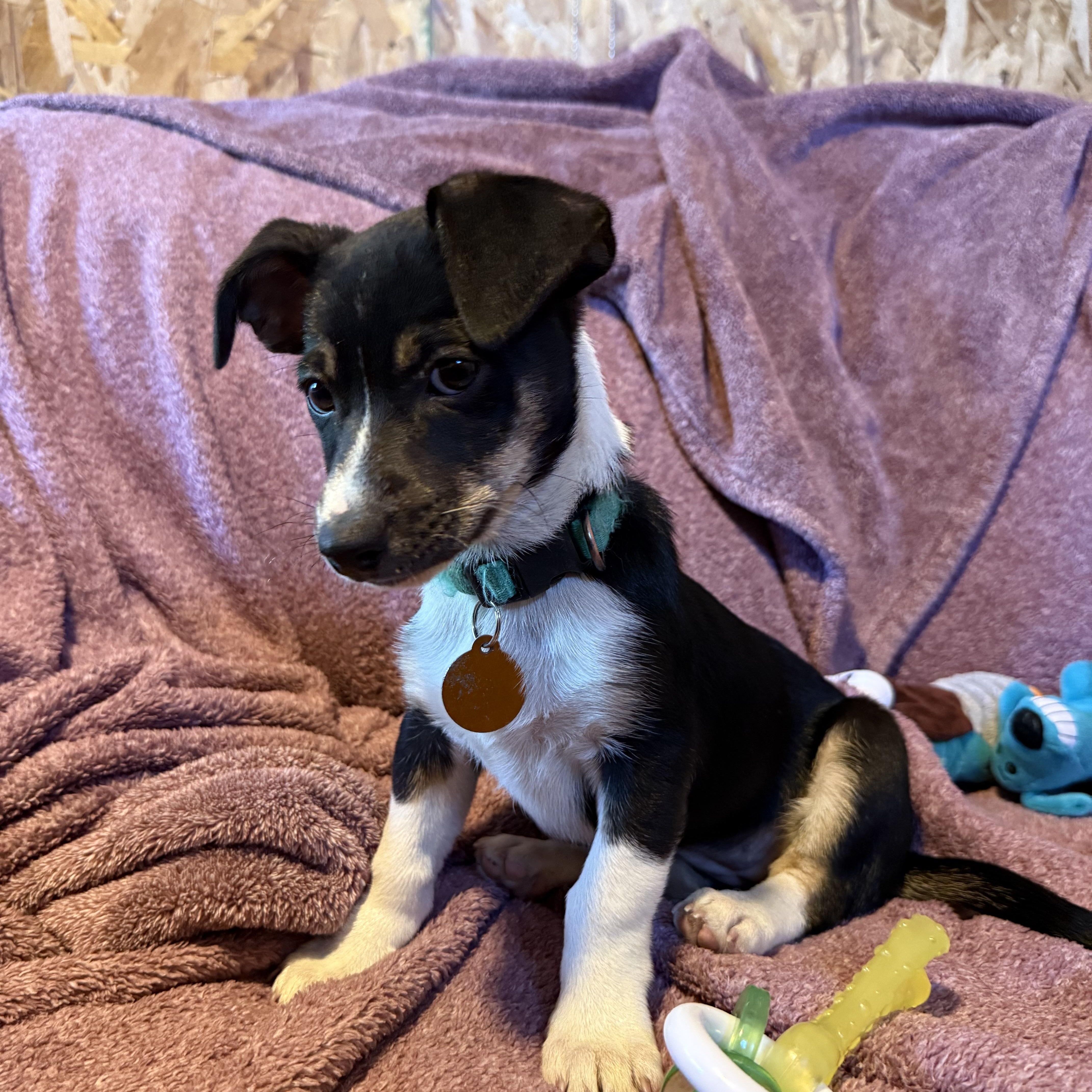 Enlarge ChiChi, a Adoptable mixed breed in Waukesha , WI image 5/6