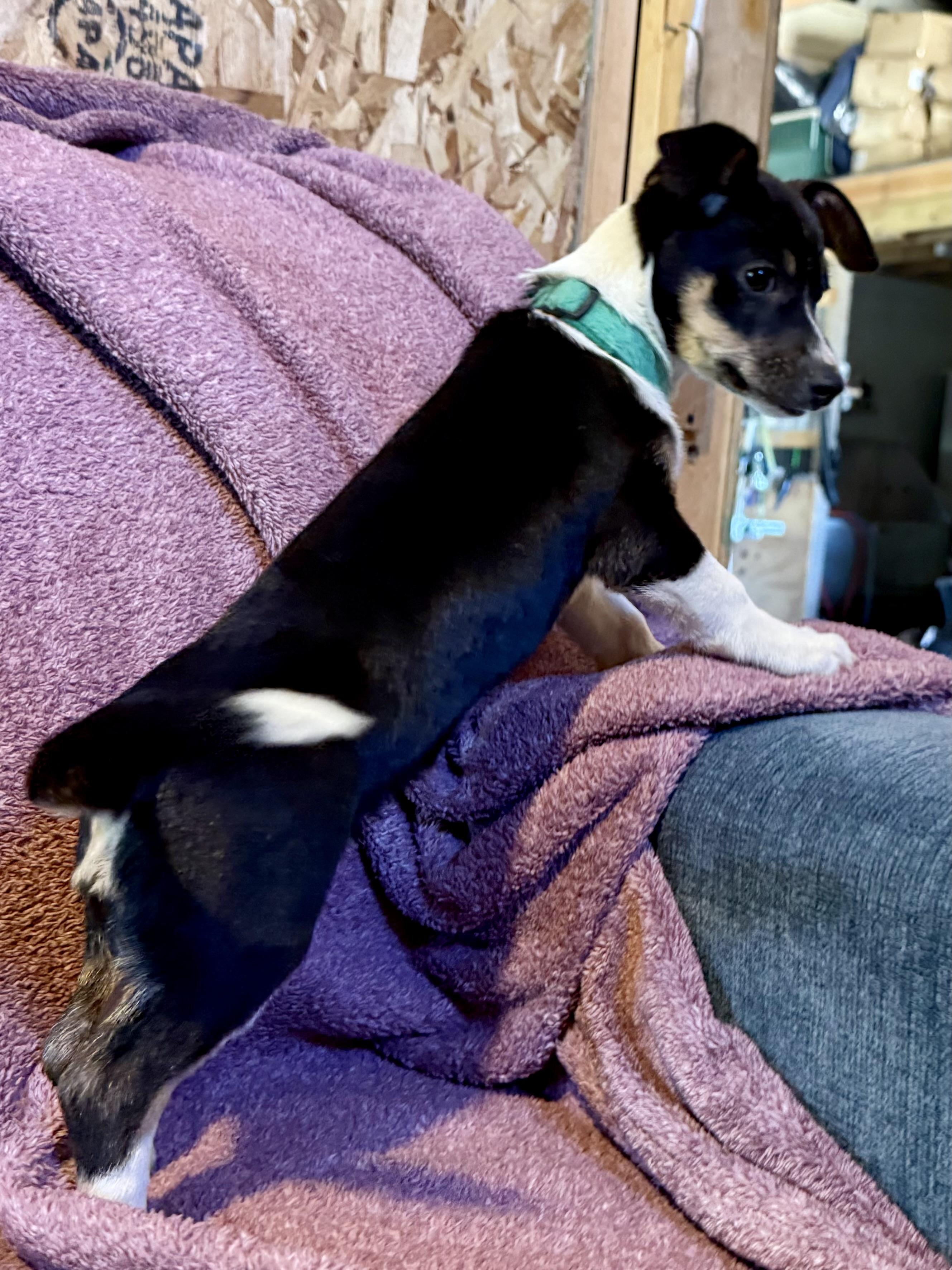 Enlarge ChiChi, a Adoptable mixed breed in Waukesha , WI image 2/6