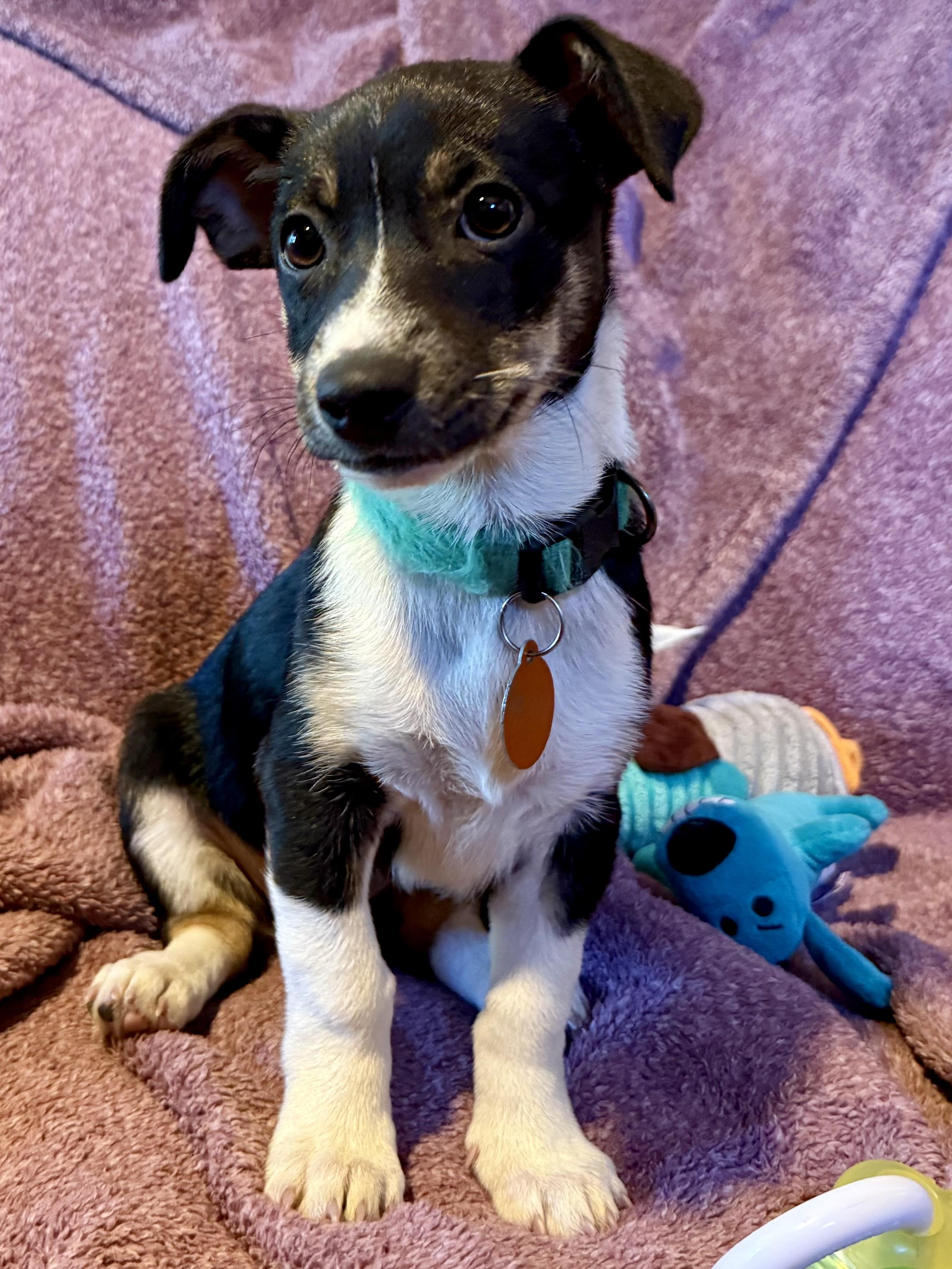 Enlarge ChiChi, a Adoptable mixed breed in Waukesha , WI image 3/6
