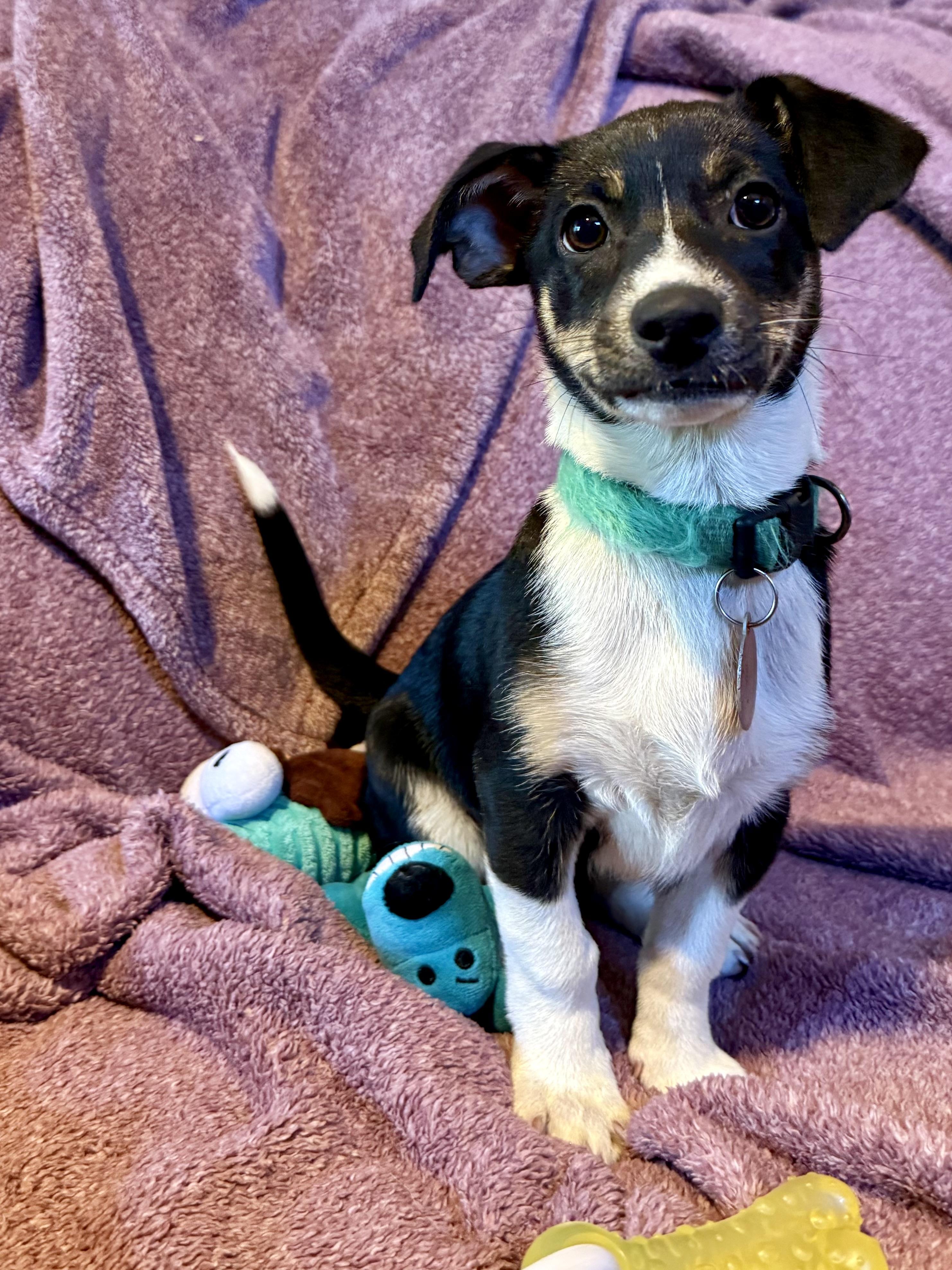 Enlarge ChiChi, a Adoptable mixed breed in Waukesha , WI image 4/6