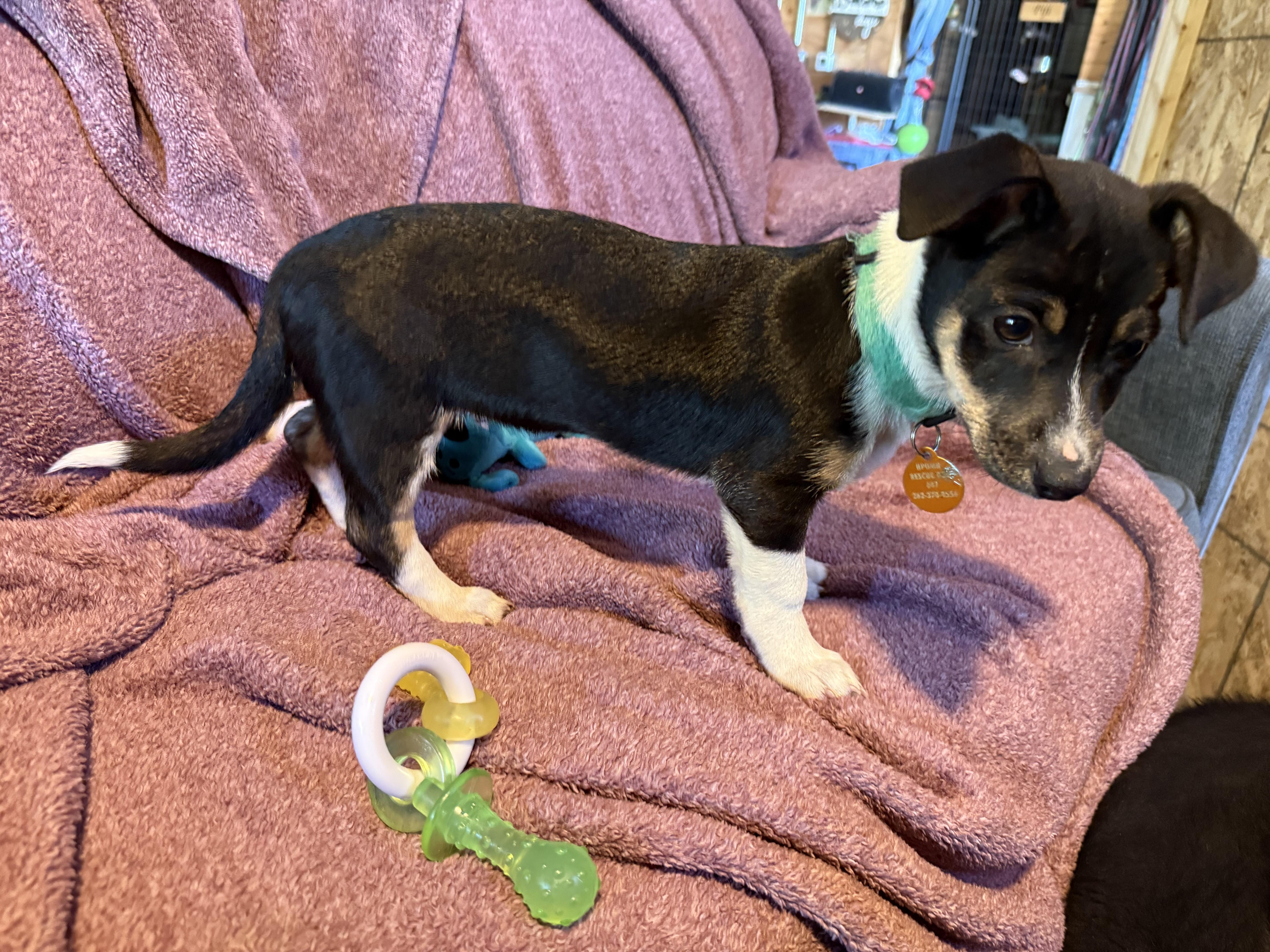 Enlarge ChiChi, a Adoptable mixed breed in Waukesha , WI image 6/6