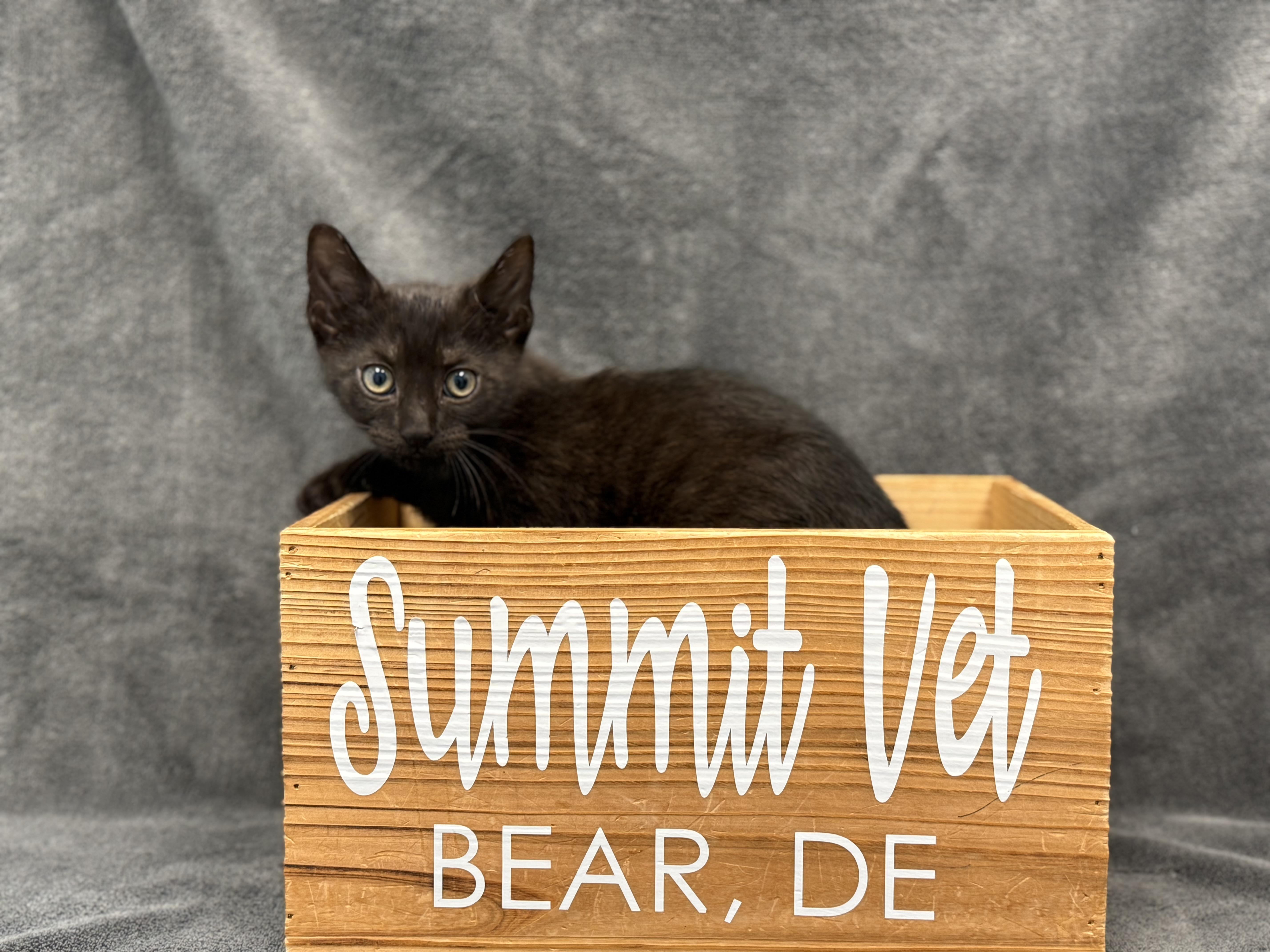 Crux, a Adoptable Domestic Short Hair in Bear, DE image 2/2