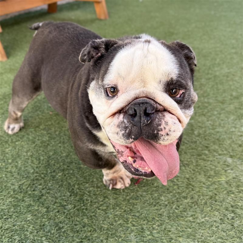 Enlarge Dumpling, a Adoptable English Bulldog in Long Beach, CA image 1/2