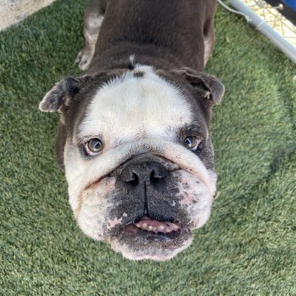 Enlarge Dumpling, a Adoptable English Bulldog in Long Beach, CA image 2/2