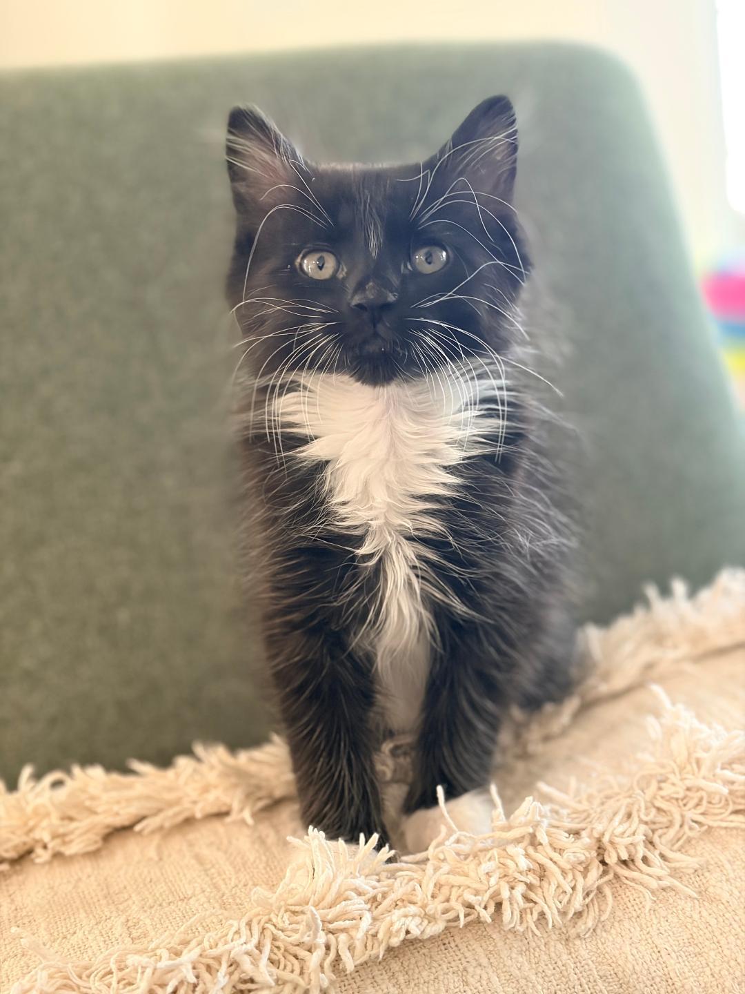 Peri, adopted, Kitten Male Domestic Medium Hair.