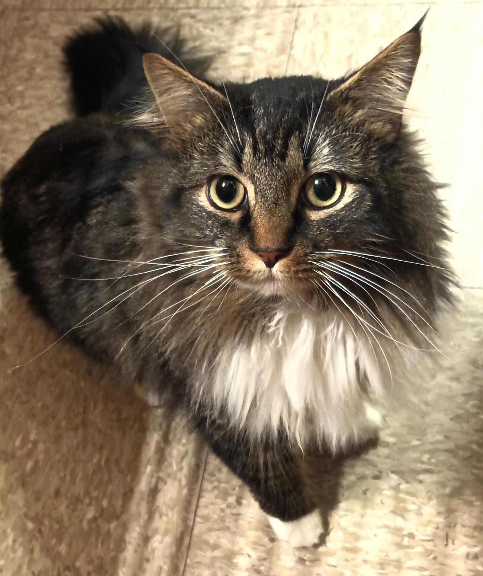 Roman & Hera (BONDED)