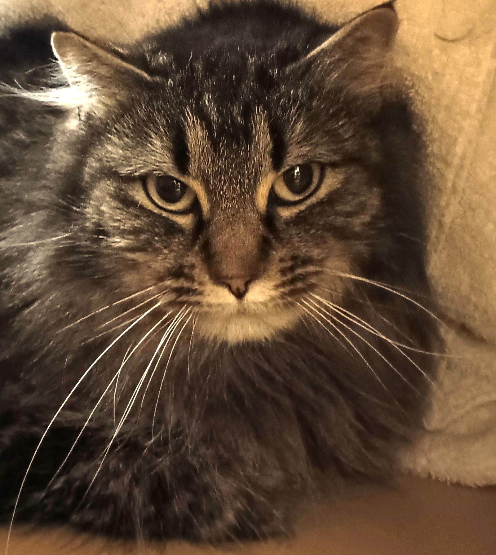 Roman & Hera (BONDED) — thumbnail 2