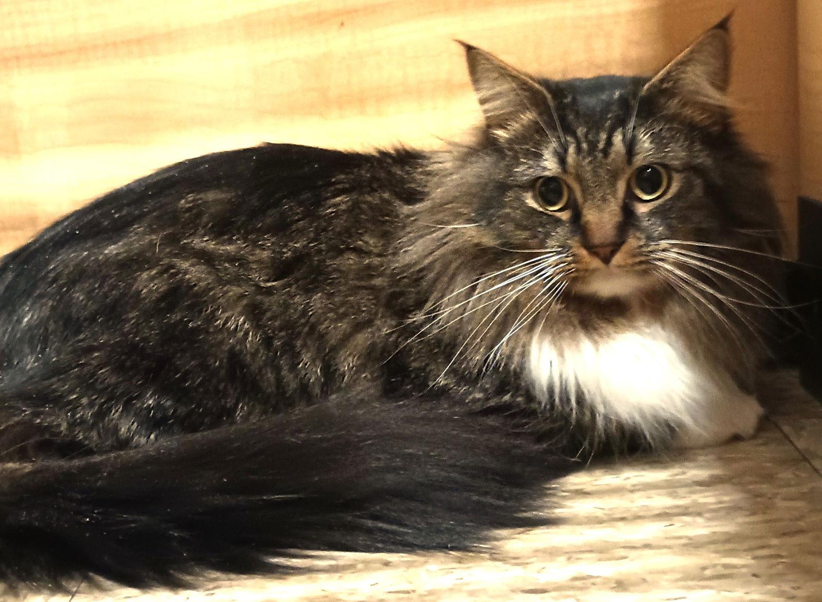 Roman & Hera (BONDED) — thumbnail 3