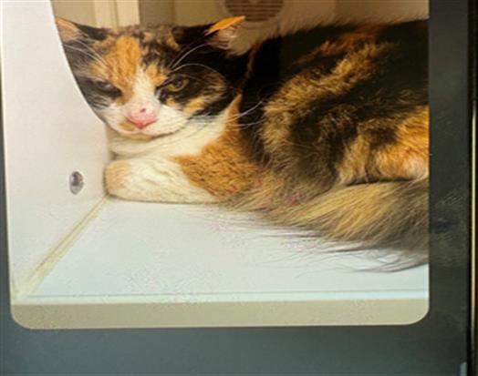 SISSY, Adoptable, Adult Female Domestic Medium Hair.