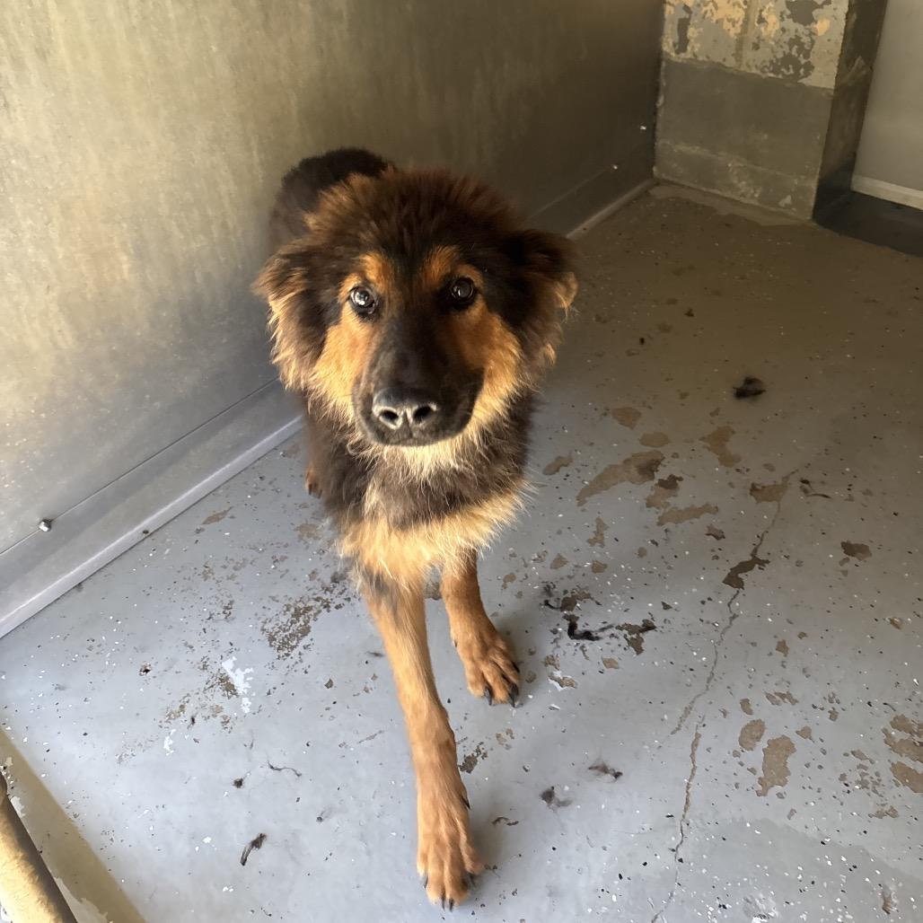 Owen, Adoptable, Young Male German Shepherd Dog.