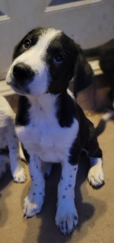 Cedar, Adoptable, Puppy Male Border Collie & Australian Cattle Dog / Blue Heeler.