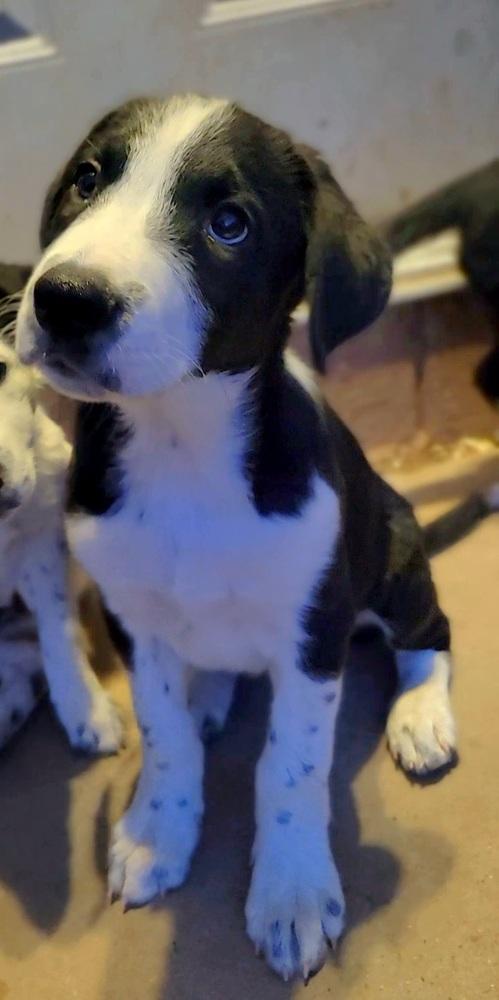 Enlarge Cedar, a Adoptable mixed breed in Cortez, CO image 2/5