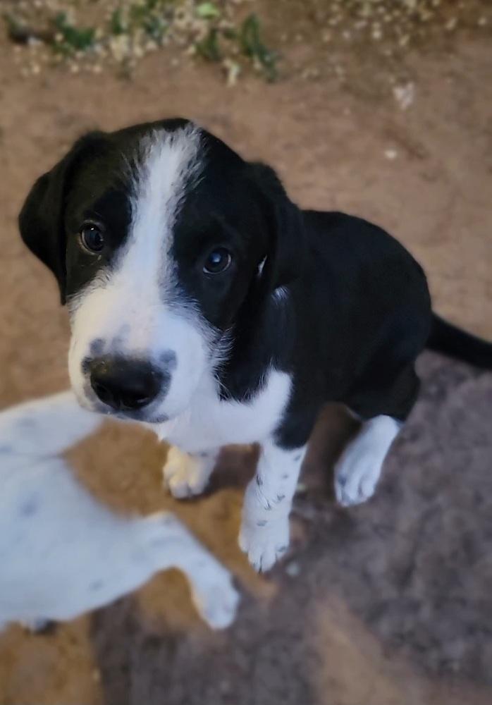 Enlarge Cedar, a Adoptable mixed breed in Cortez, CO image 3/5