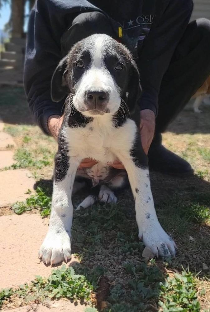 Enlarge Cedar, a Adoptable mixed breed in Cortez, CO image 4/5