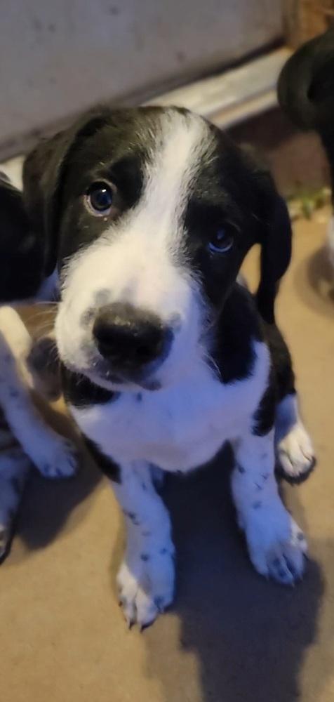 Enlarge Cedar, a Adoptable mixed breed in Cortez, CO image 5/5