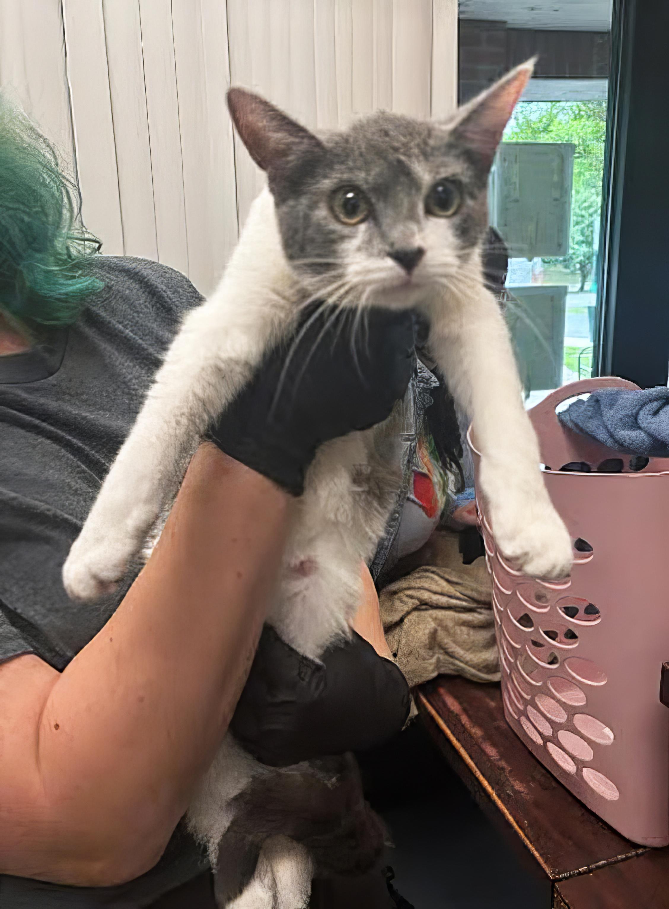 Mama Molly, Adult Female Domestic Short Hair