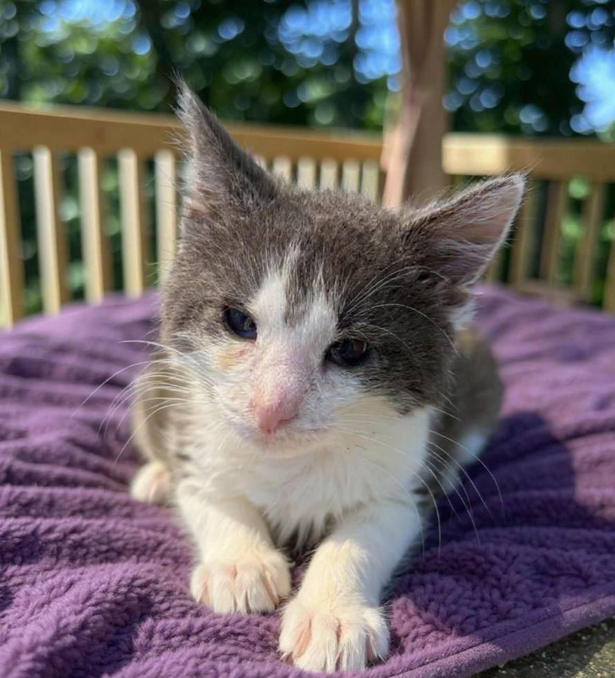 Muffin and Strudel, Adoptable, Kitten Female Domestic Medium Hair.