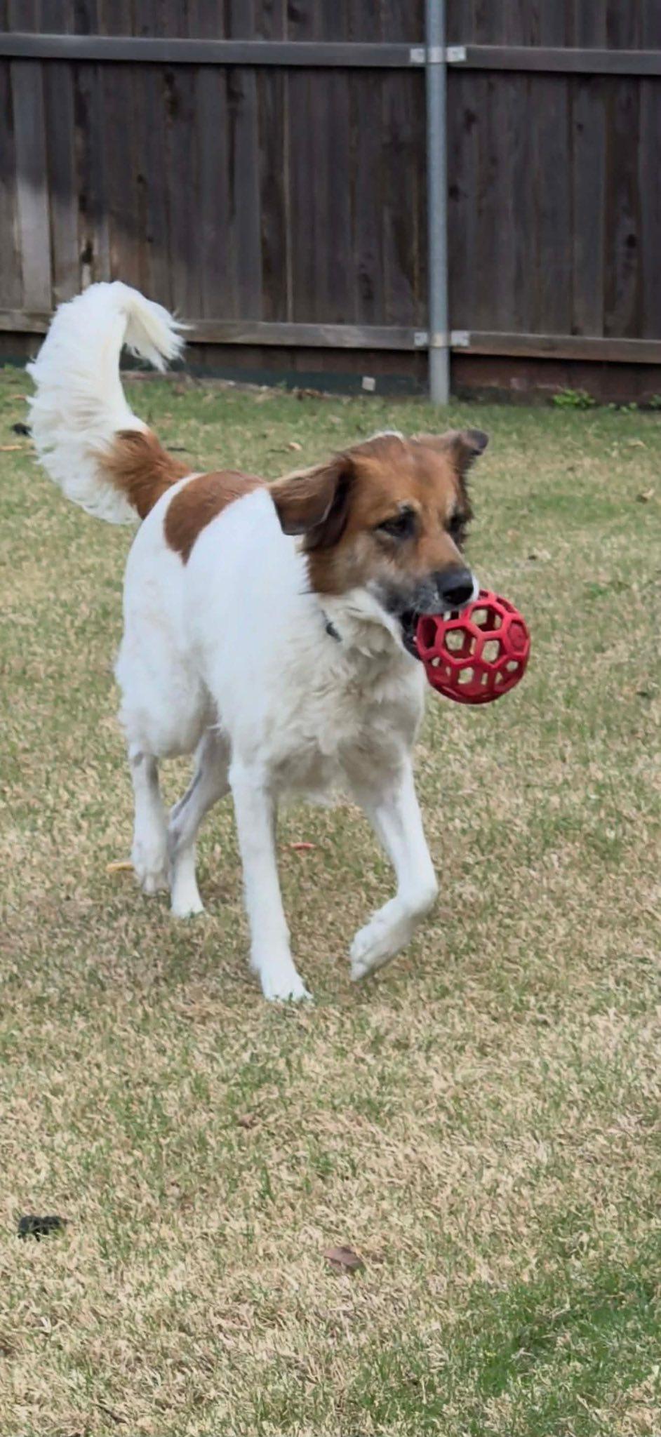 Pyper, Adoptable, Adult Female Great Pyrenees & Shepherd.