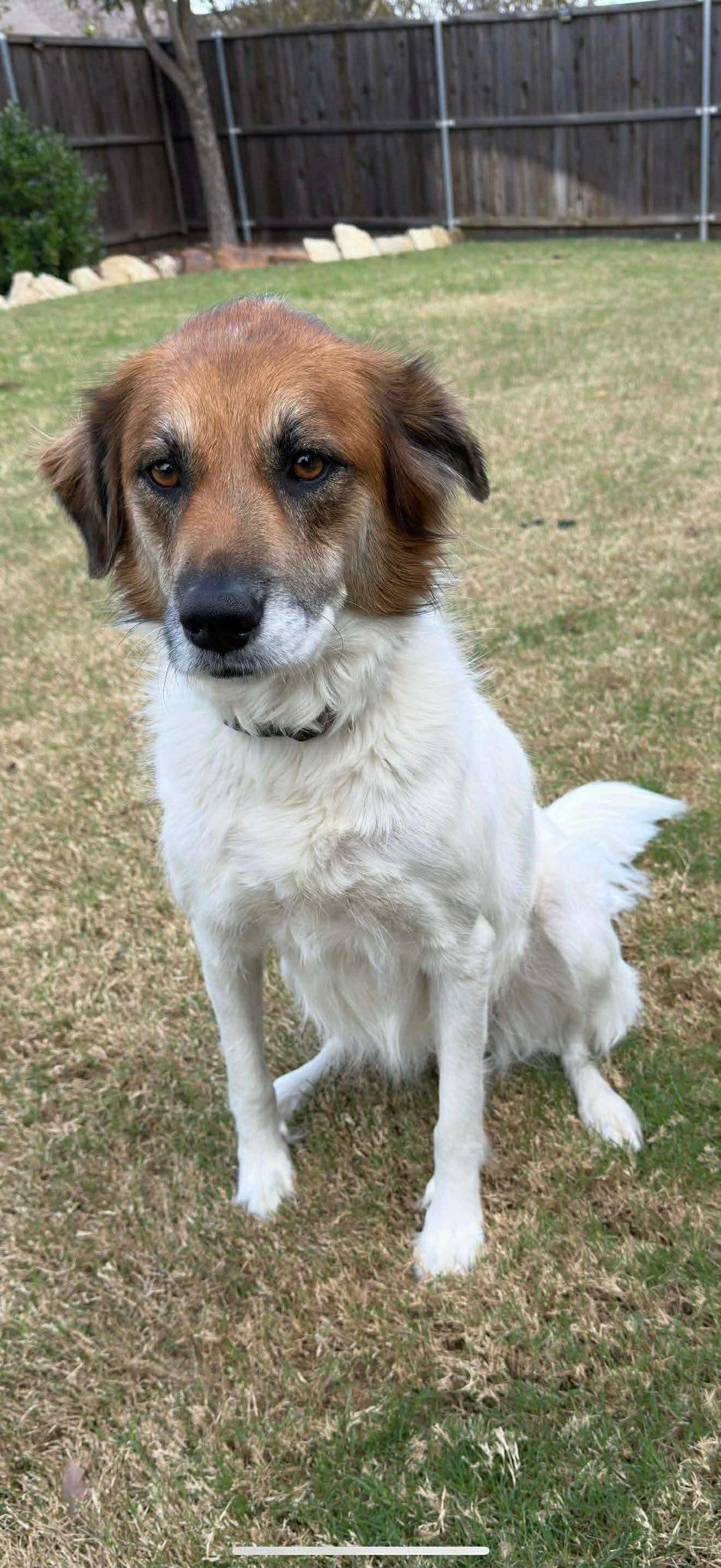 Pyper, a Adoptable mixed breed in Dallas, TX image 2/2