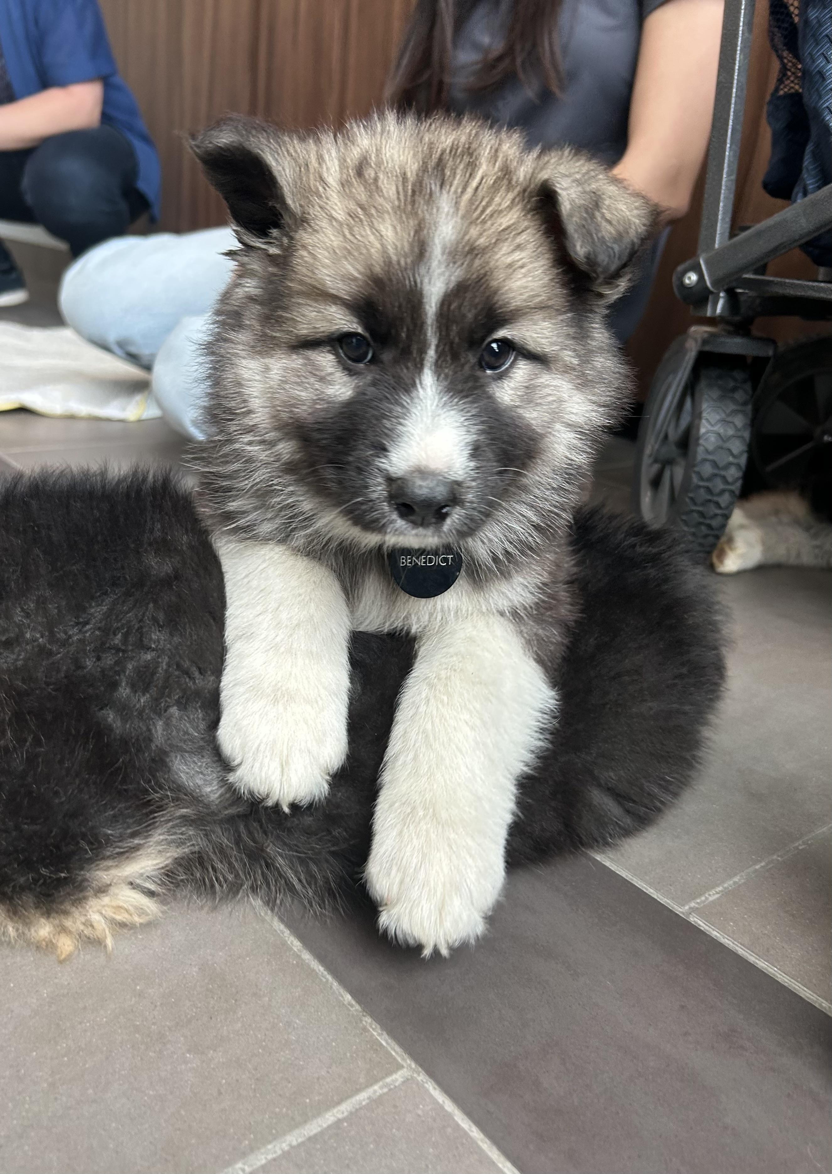 Enlarge Benedict, an adopted mixed breed in Saskatoon, SK image 2/5
