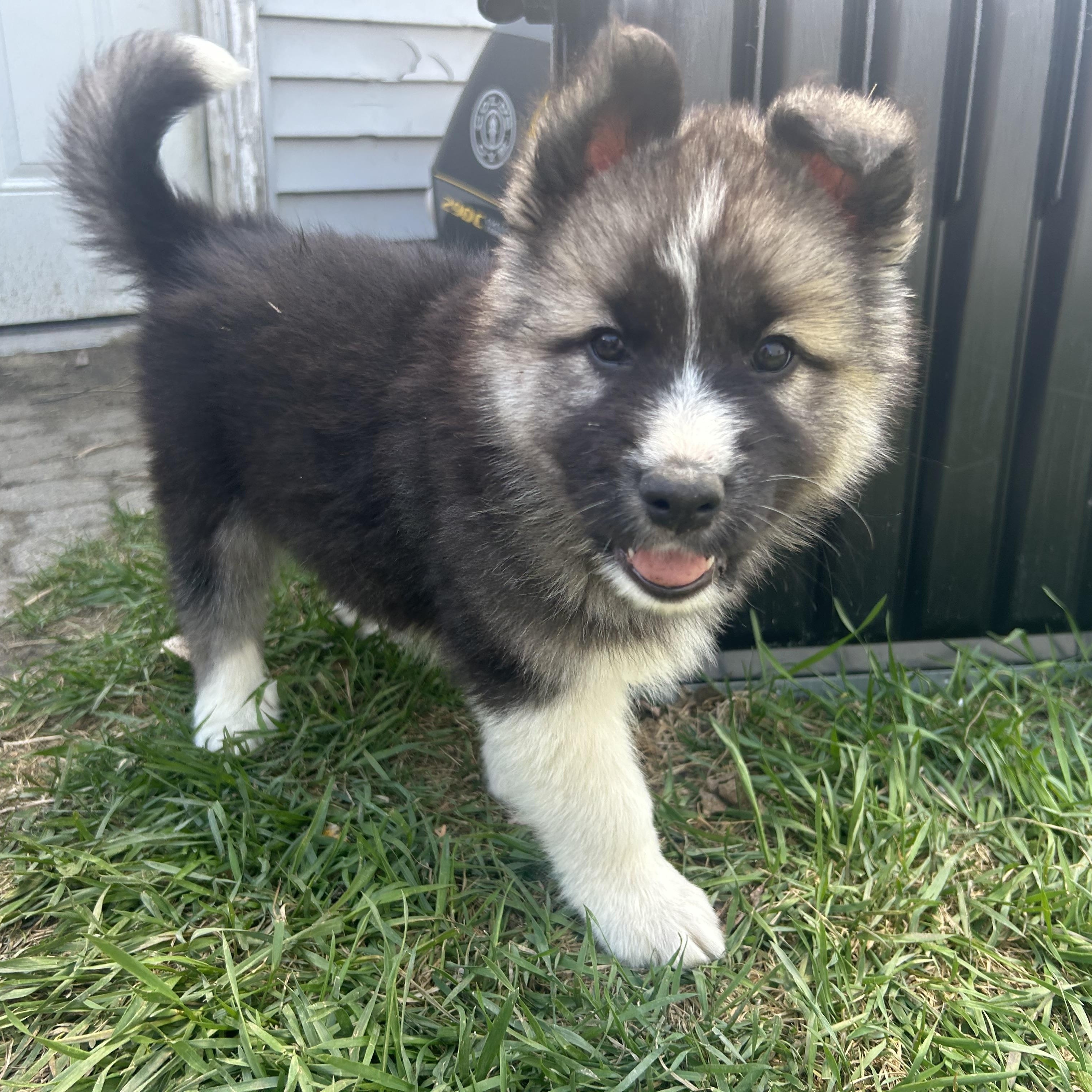 Benedict, adopted, Puppy Male Mixed Breed.