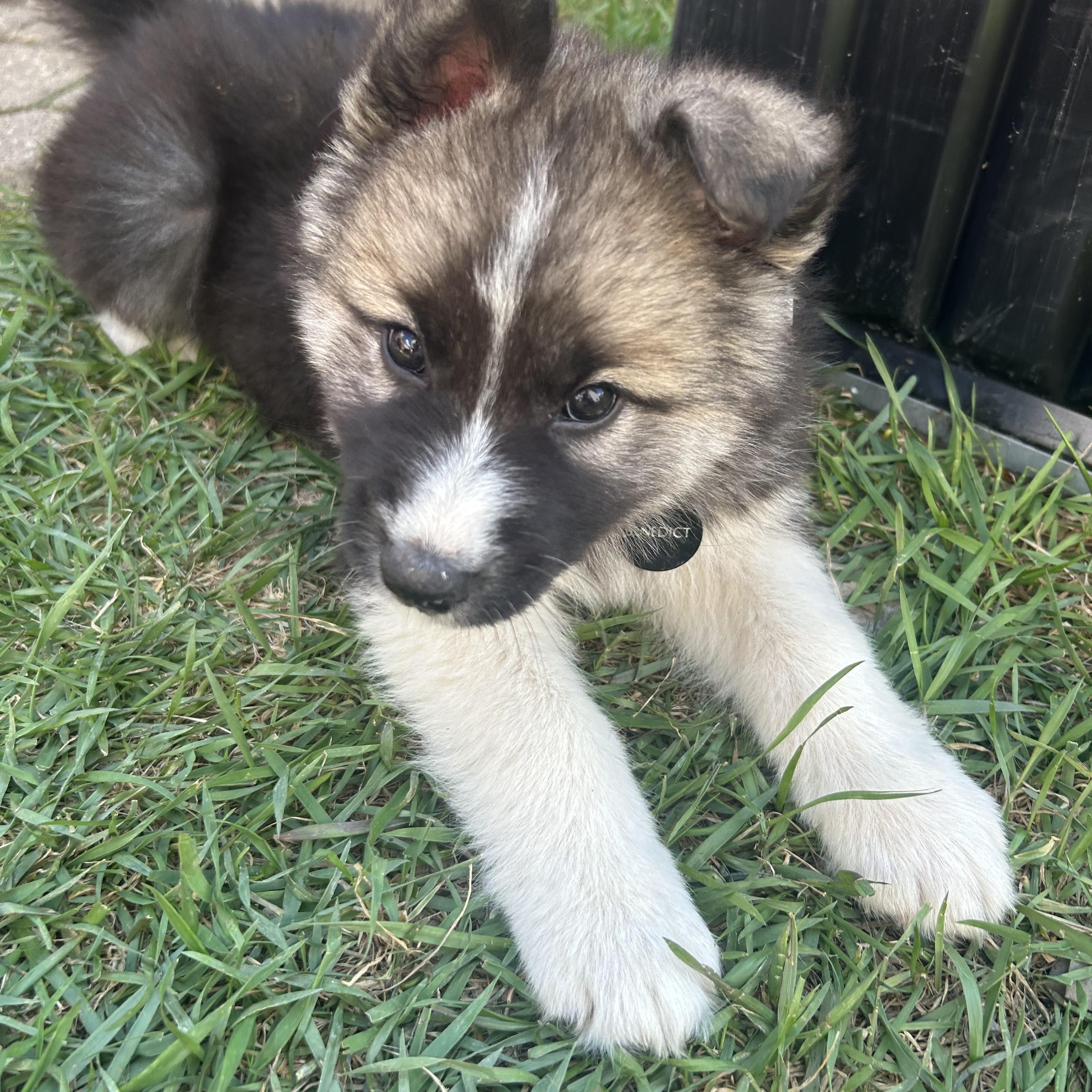 Enlarge Benedict, an adopted mixed breed in Saskatoon, SK image 4/5
