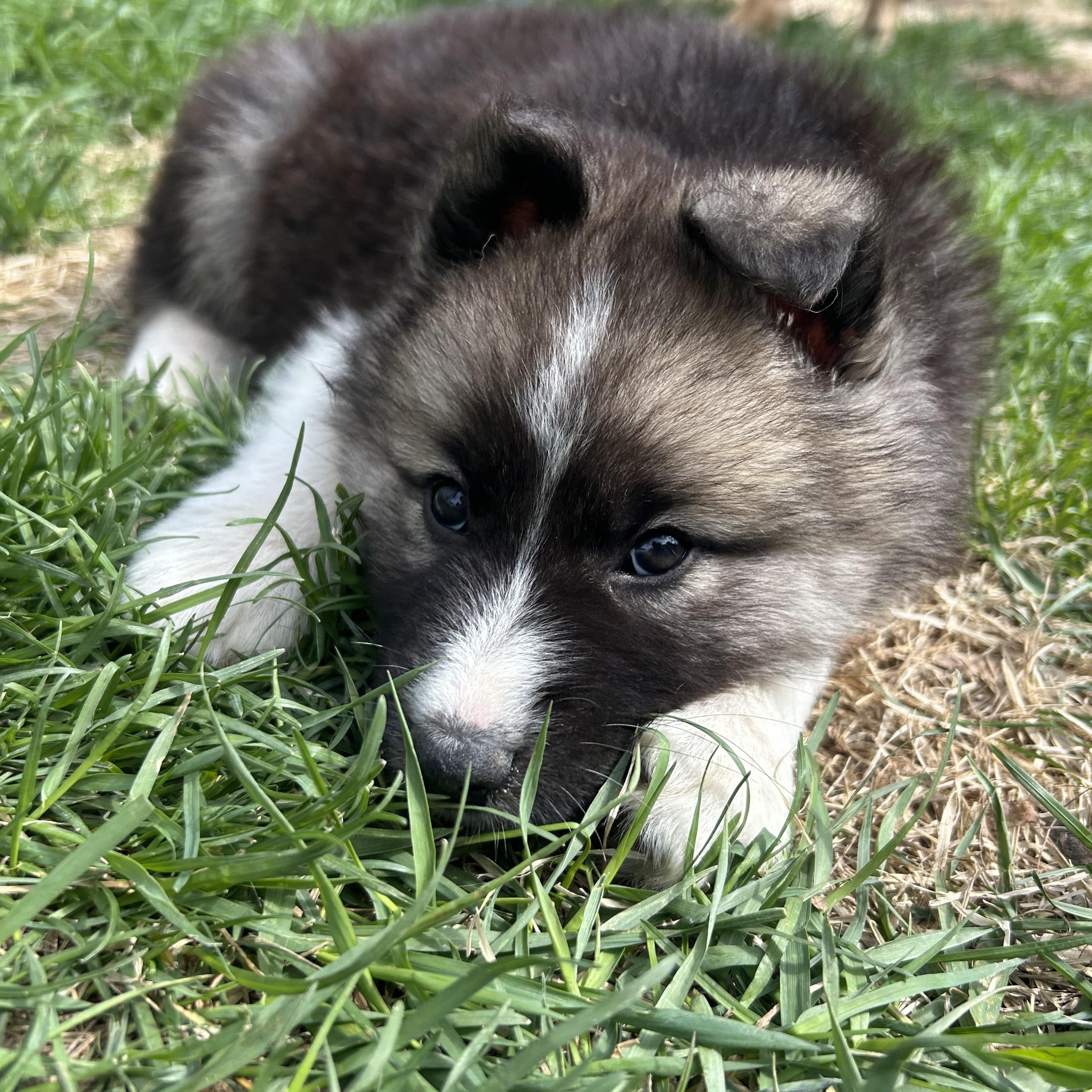 Enlarge Benedict, an adopted mixed breed in Saskatoon, SK image 3/5