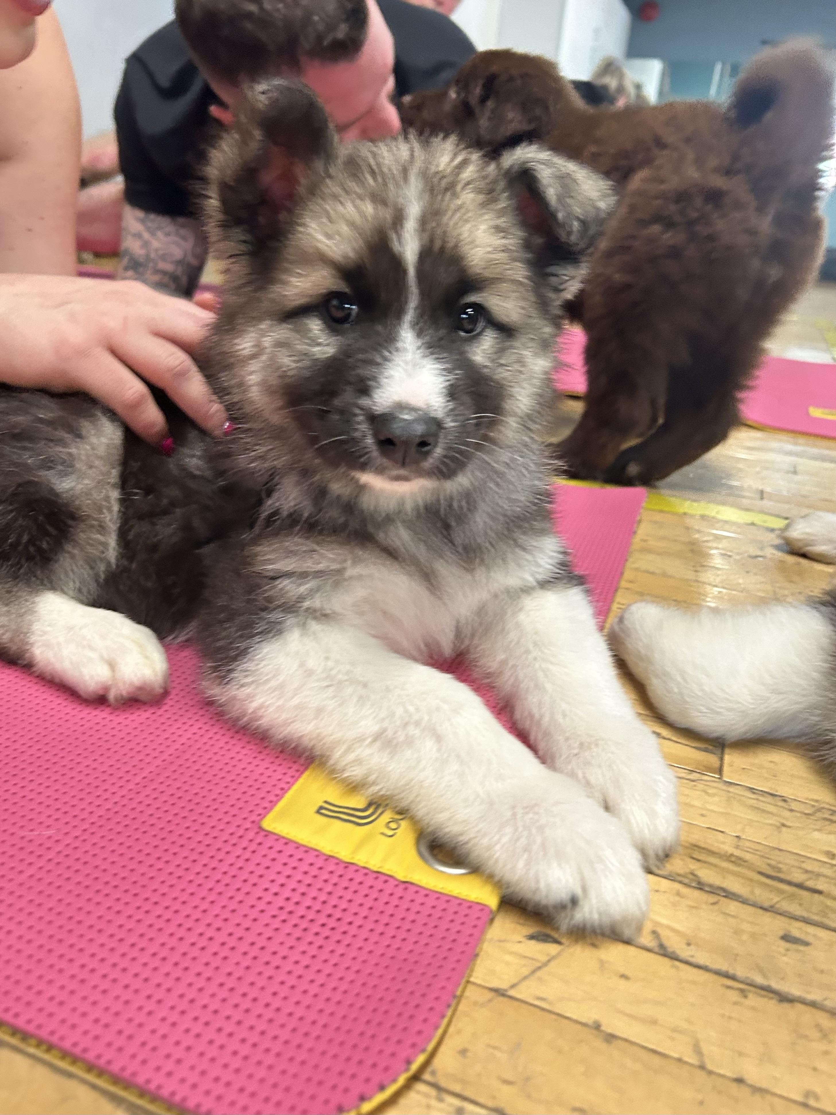 Enlarge Benedict, an adopted mixed breed in Saskatoon, SK image 5/5