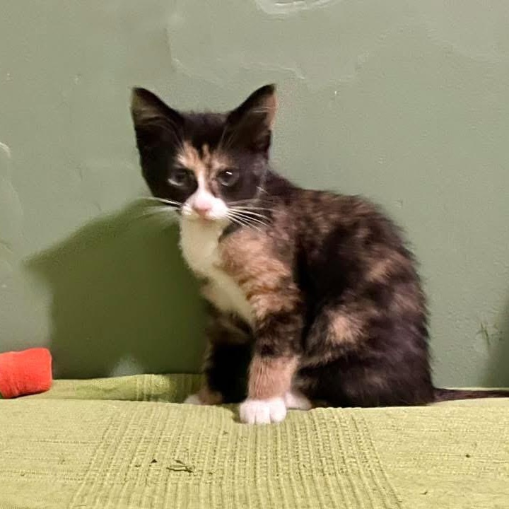 Imaginary Friend, ADOPTABLE, Kitten Female Domestic Short Hair & Calico.