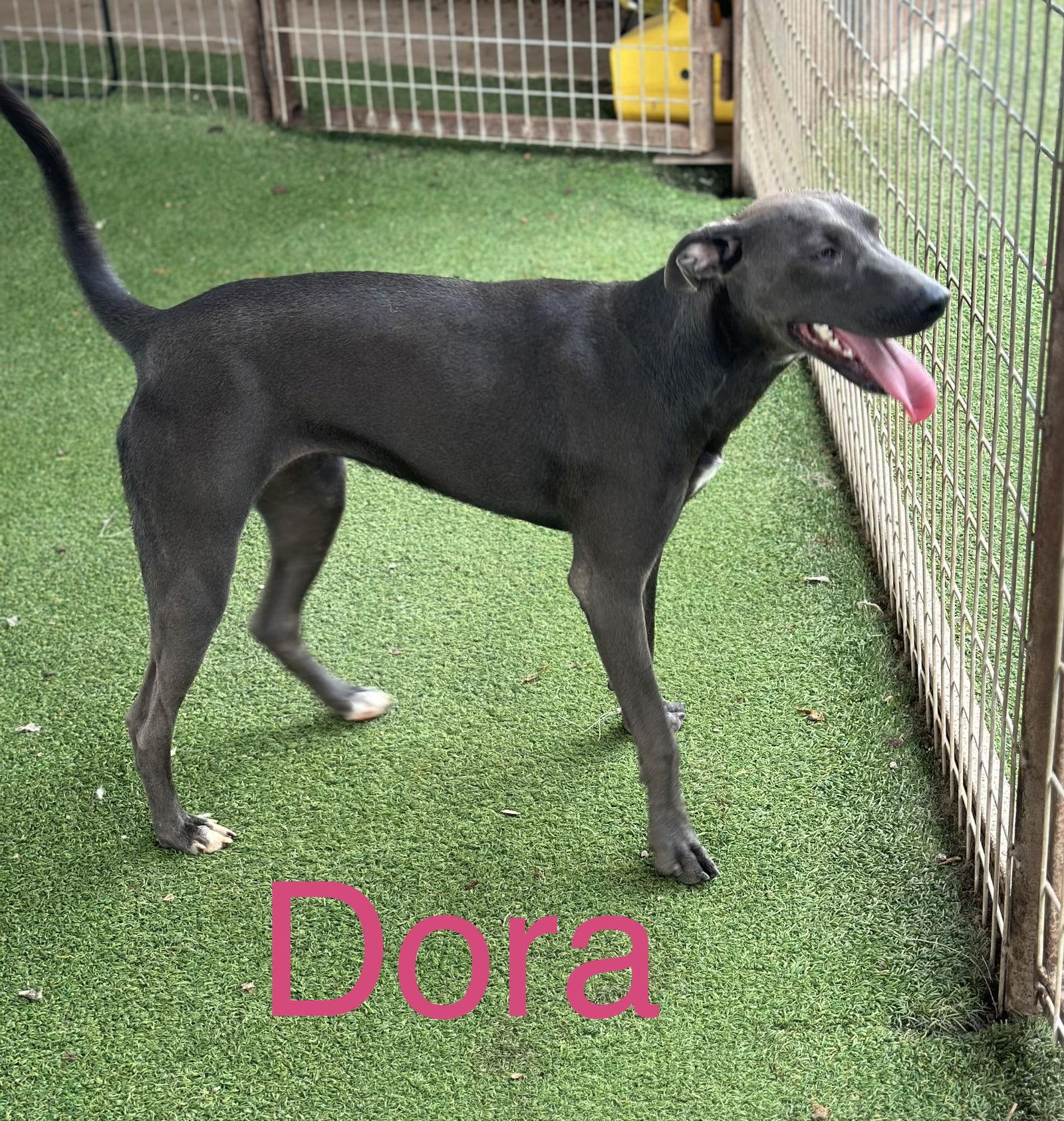 Dora, Adoptable, Young Female Rhodesian Ridgeback & Terrier.