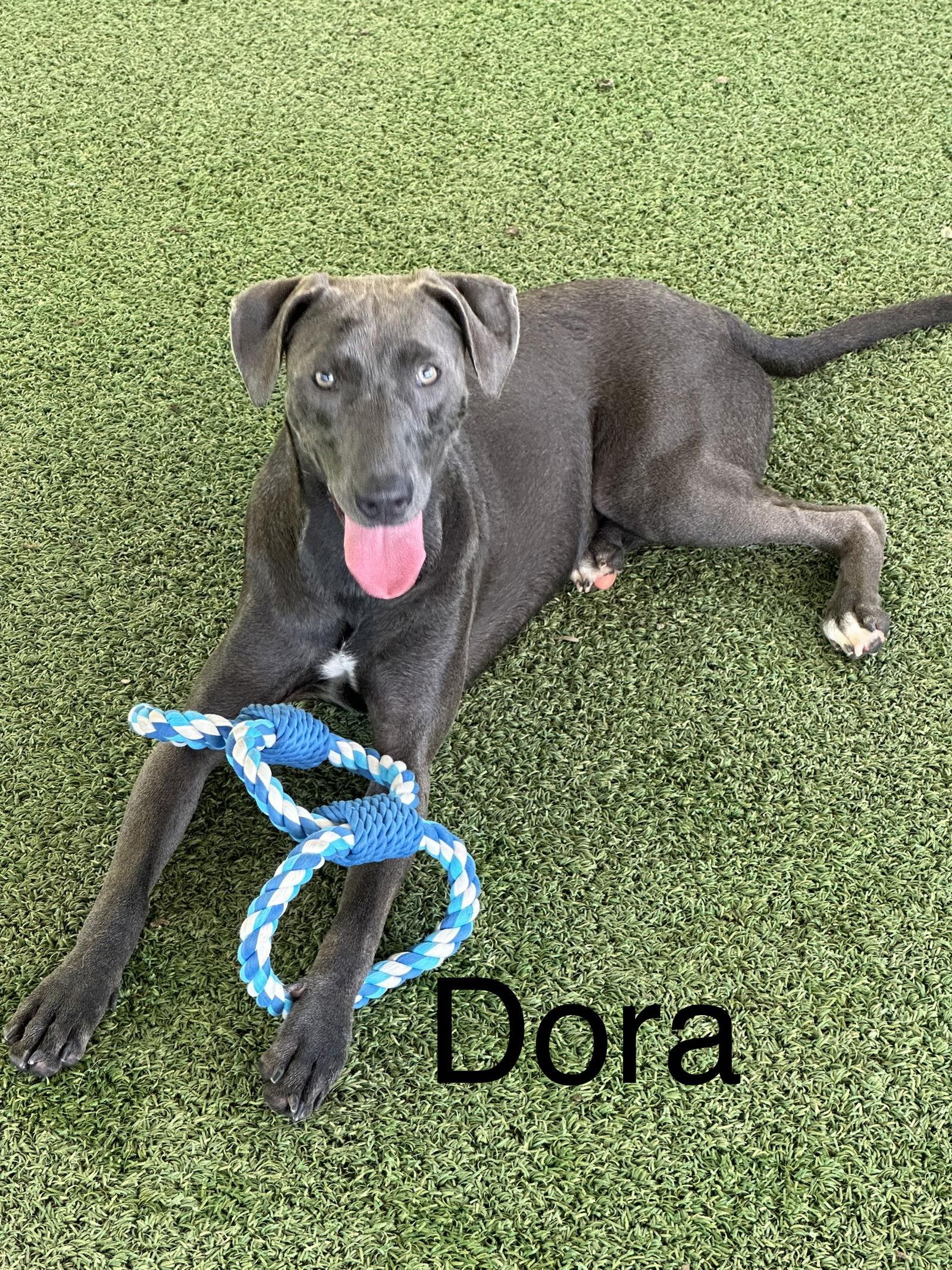 Dora, Adoptable, Young Female Rhodesian Ridgeback & Terrier.