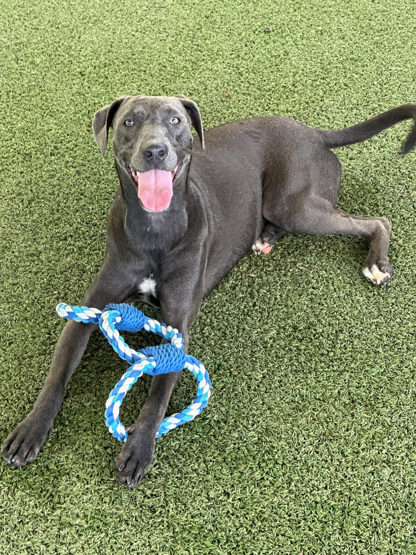 Dora, a Adoptable mixed breed in Pipe Creek, TX image 2/3