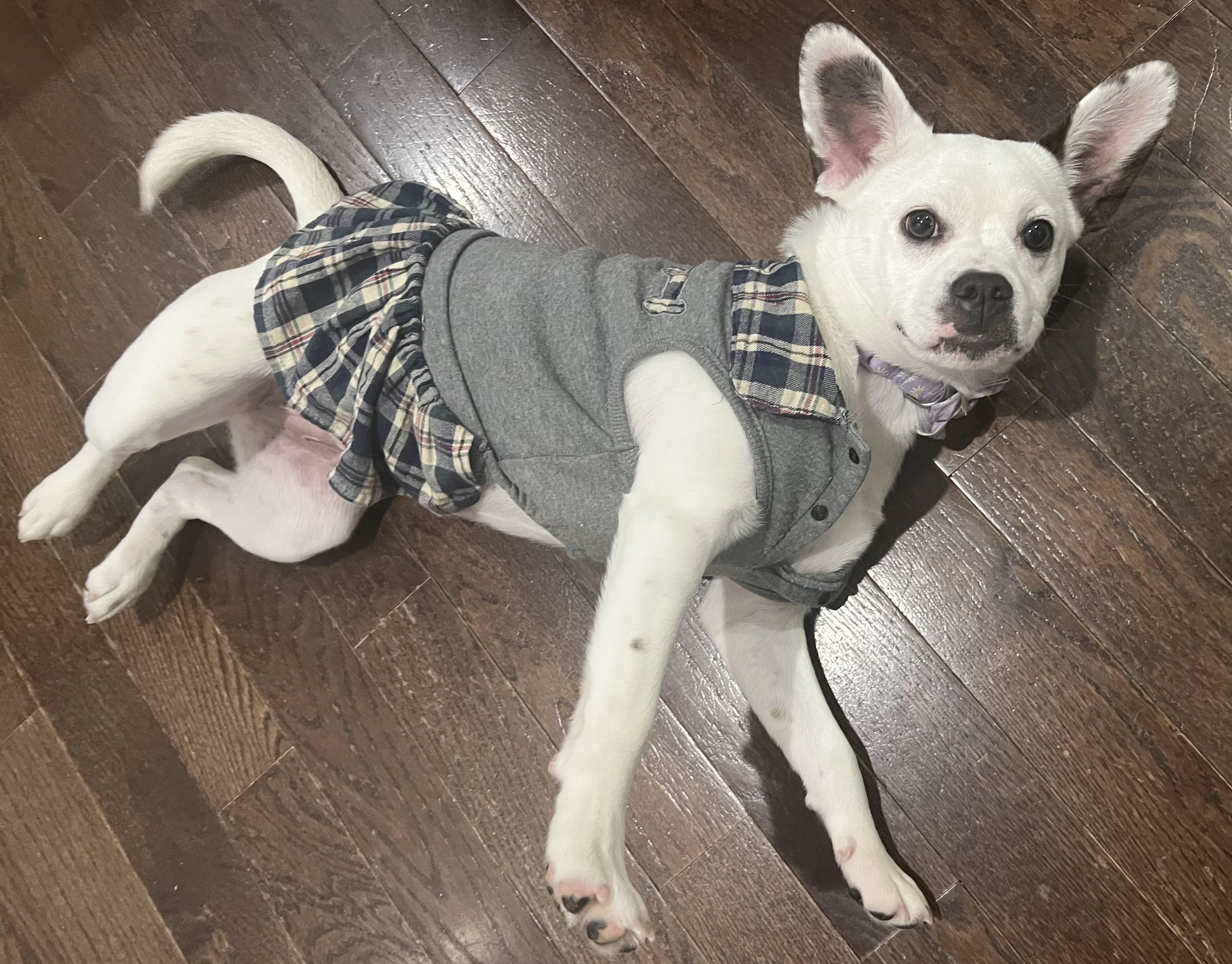 Bunny, a ADOPTABLE mixed breed in Barnegat, NJ image 6/6