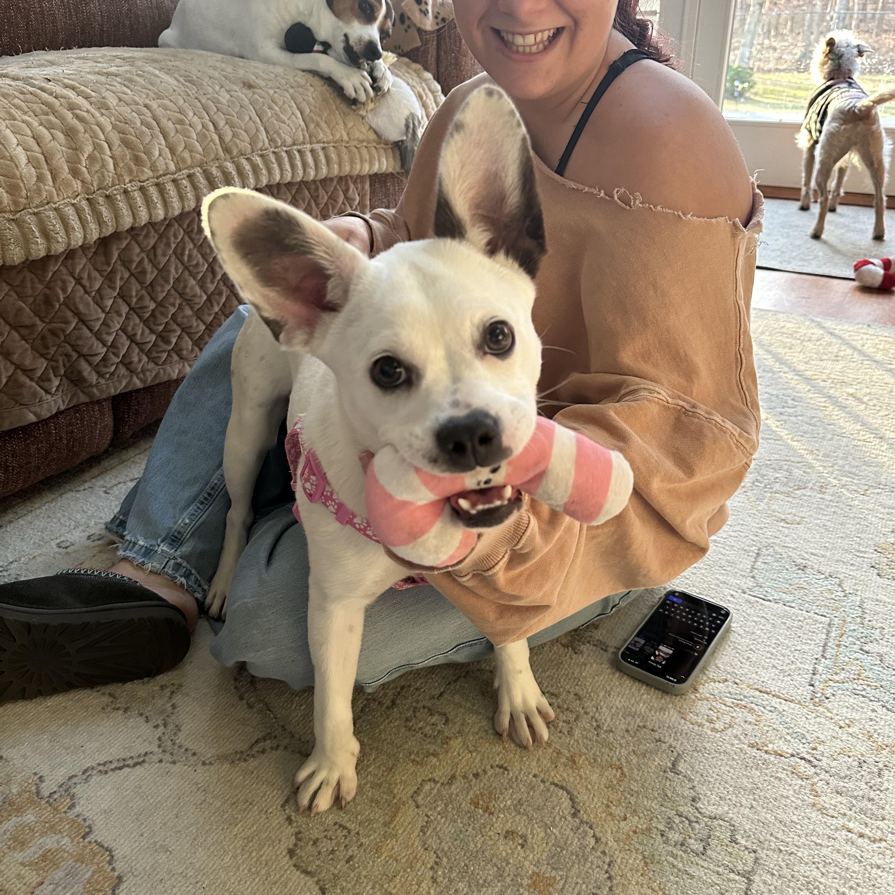 Bunny, ADOPTABLE, Young Female Boston Terrier.