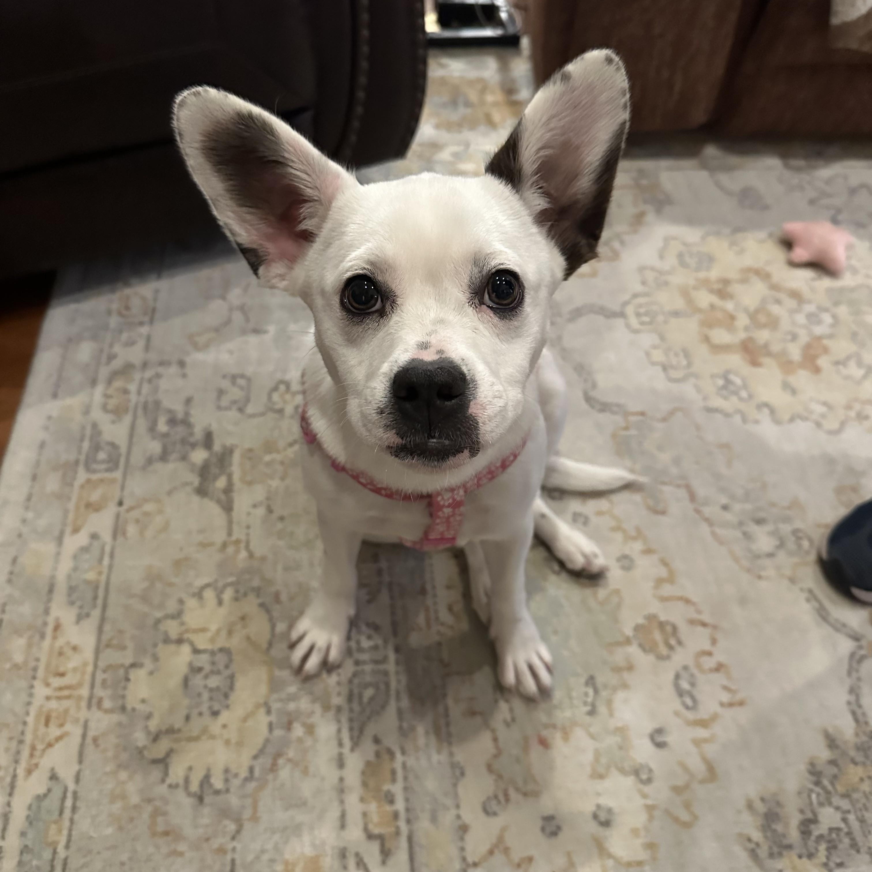 Enlarge Bunny, a ADOPTABLE mixed breed in Barnegat, NJ image 1/4