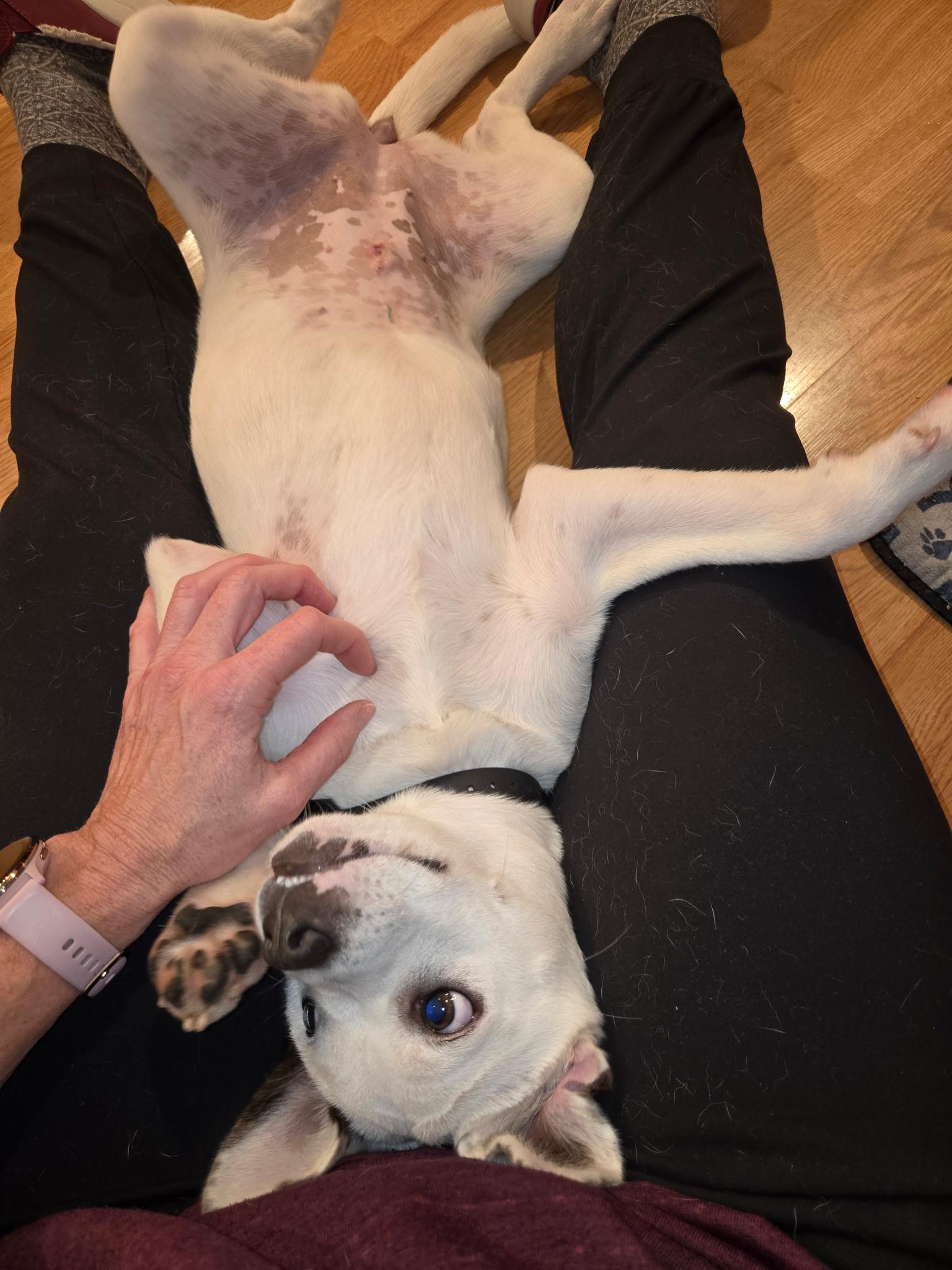 Bunny, a ADOPTABLE mixed breed in Barnegat, NJ image 5/6