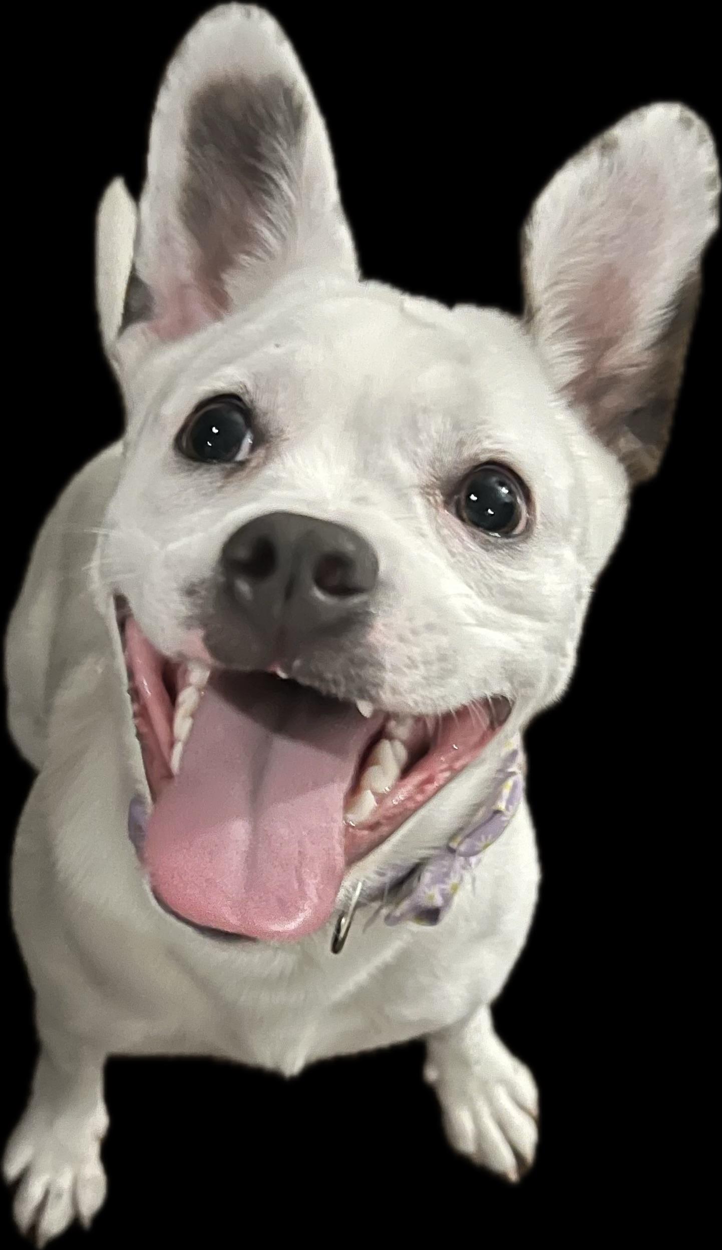 Bunny, ADOPTABLE, Young Female Boston Terrier.