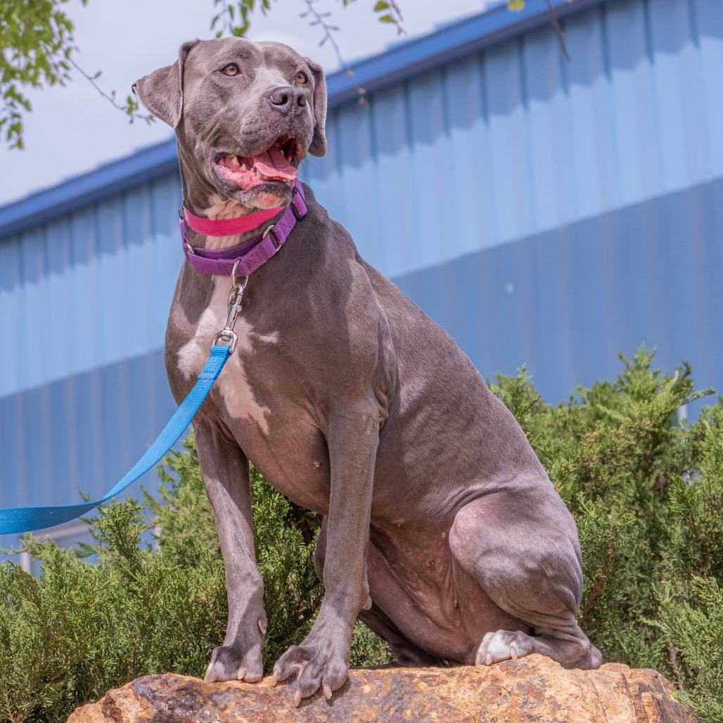 Enlarge Stella, a Adoptable mixed breed in Albuquerque, NM image 1/6