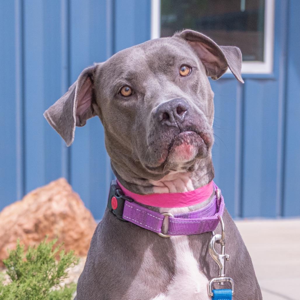 Enlarge Stella, a Adoptable mixed breed in Albuquerque, NM image 2/6