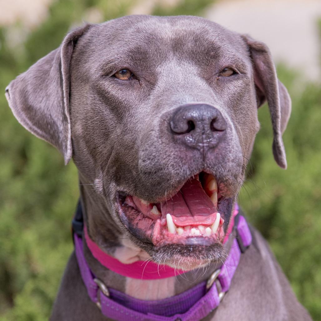 Enlarge Stella, a Adoptable mixed breed in Albuquerque, NM image 3/6