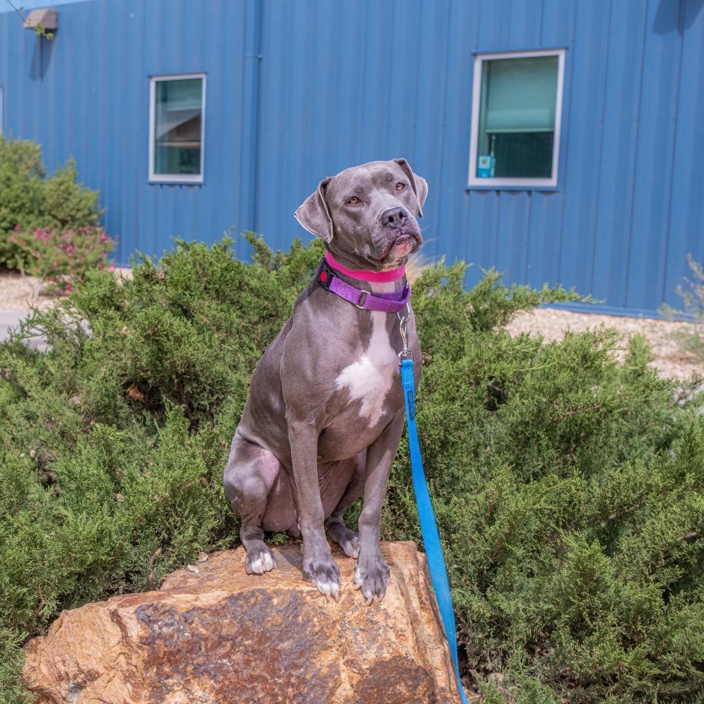 Enlarge Stella, a Adoptable mixed breed in Albuquerque, NM image 4/6