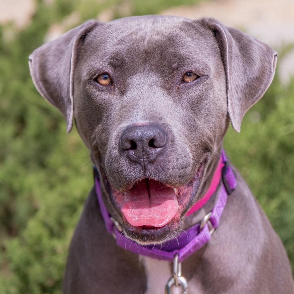 Enlarge Stella, a Adoptable mixed breed in Albuquerque, NM image 5/6