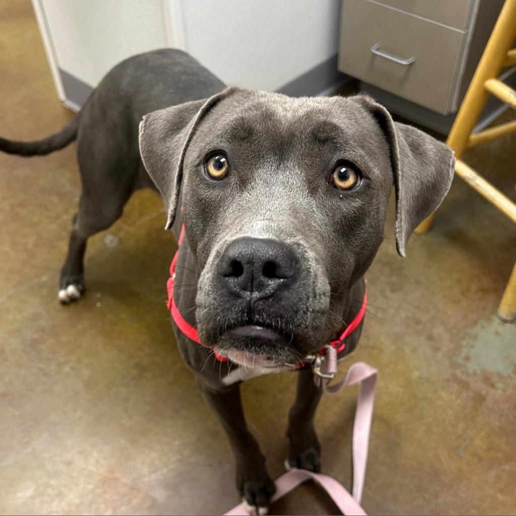 Enlarge Stella, a Adoptable mixed breed in Albuquerque, NM image 6/6