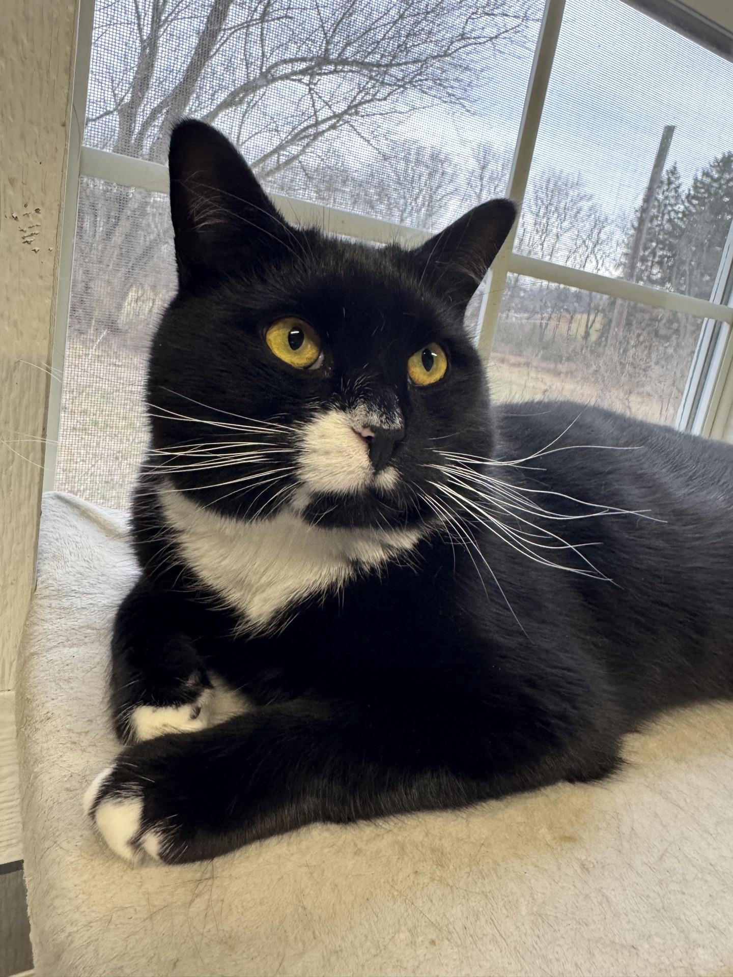 Enlarge Frosty, a ADOPTABLE Tuxedo in Greensburg, PA image 4/6