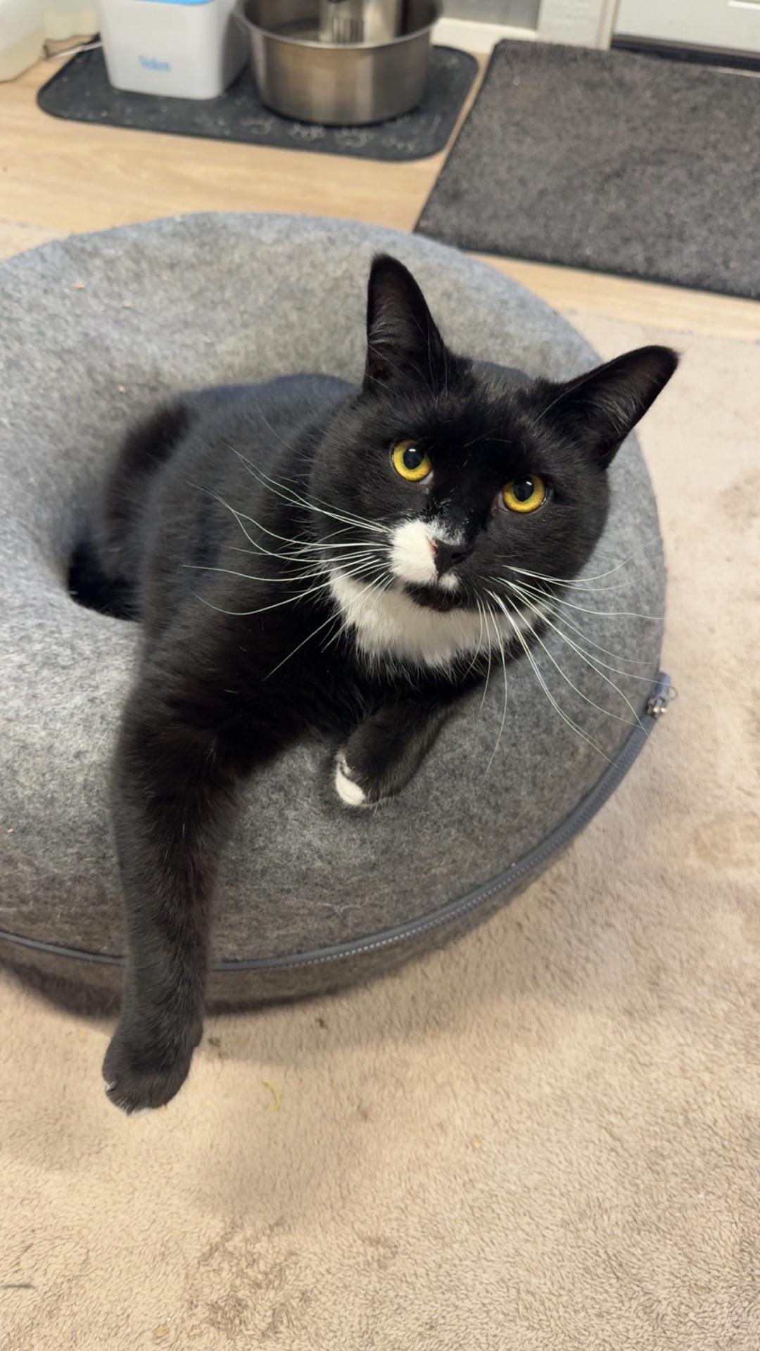 Enlarge Frosty, a ADOPTABLE Tuxedo in Greensburg, PA image 5/6