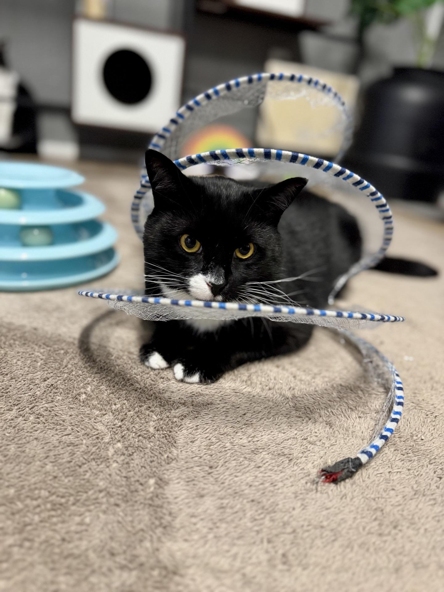 Frosty, ADOPTABLE, Young Male Tuxedo.